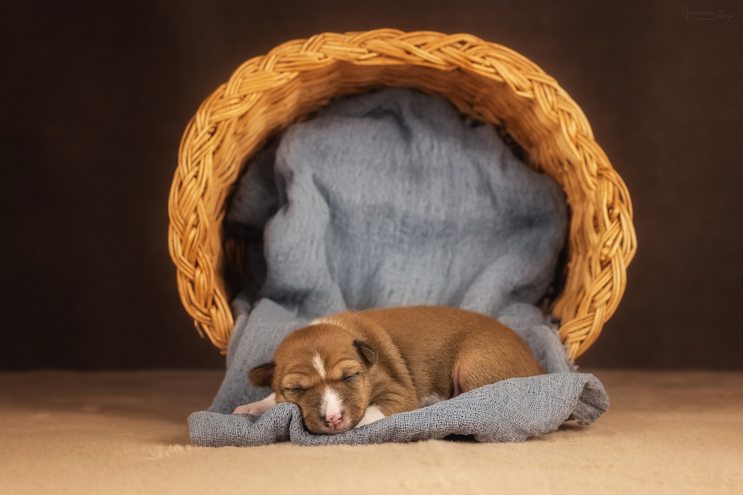 Басеньки. Фотограф анималист Аня Ливанова | Рыбинск