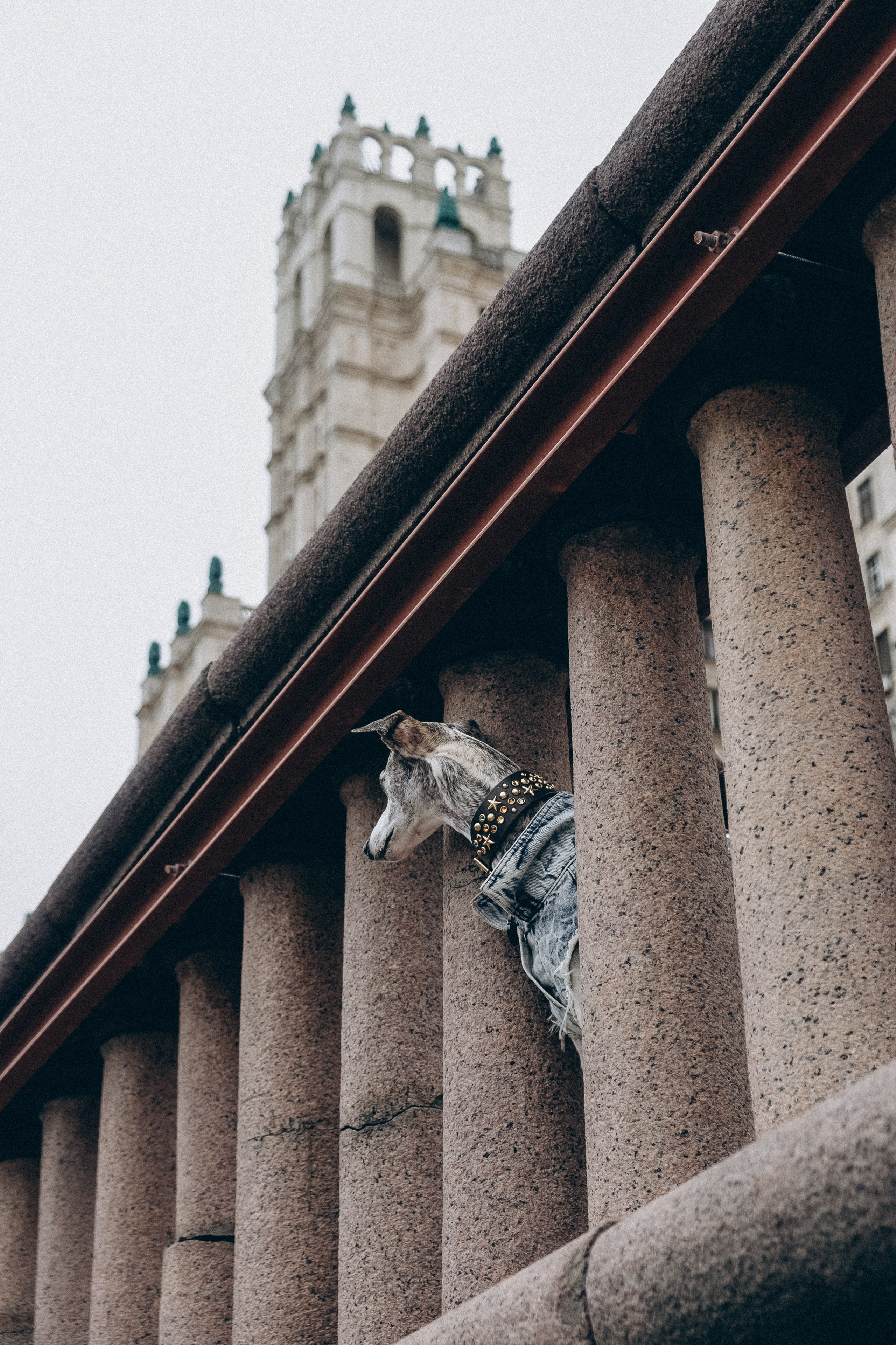 Animalism. Nataresso | фотограф Москва