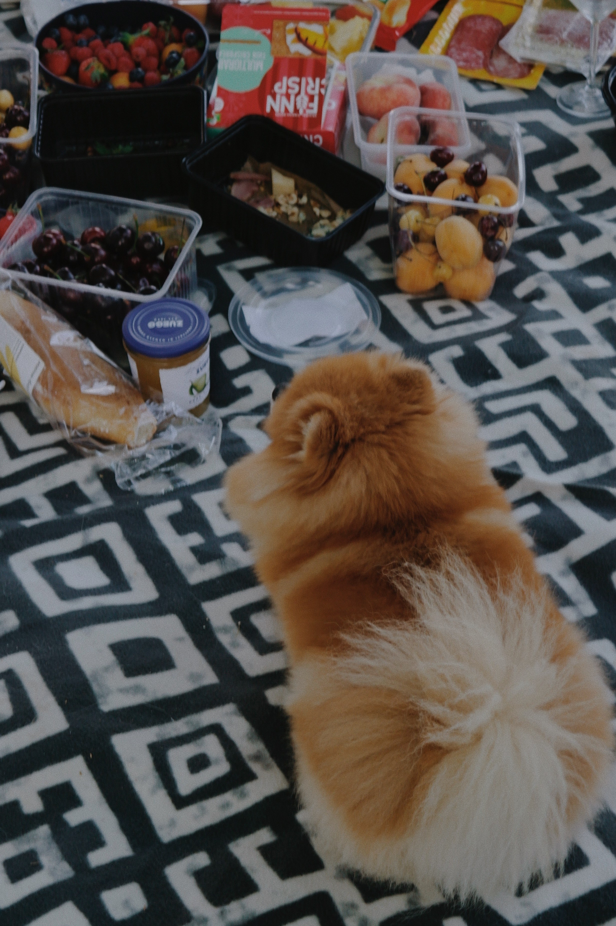 Питомцы. Татьян гертье