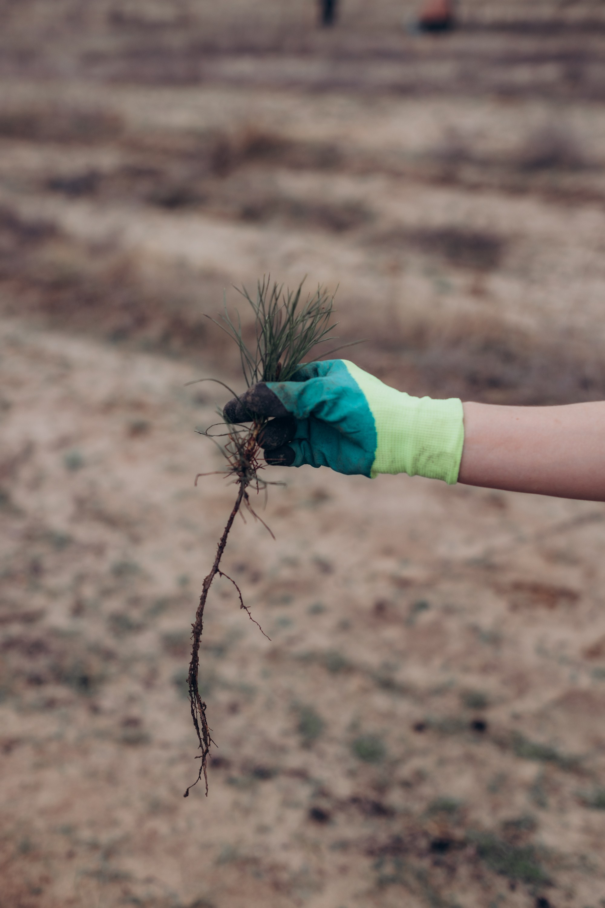 Акция «Лес будущего». Артём Панфилов — Свадебный и семейный фотограф в Ростове-на-Дону