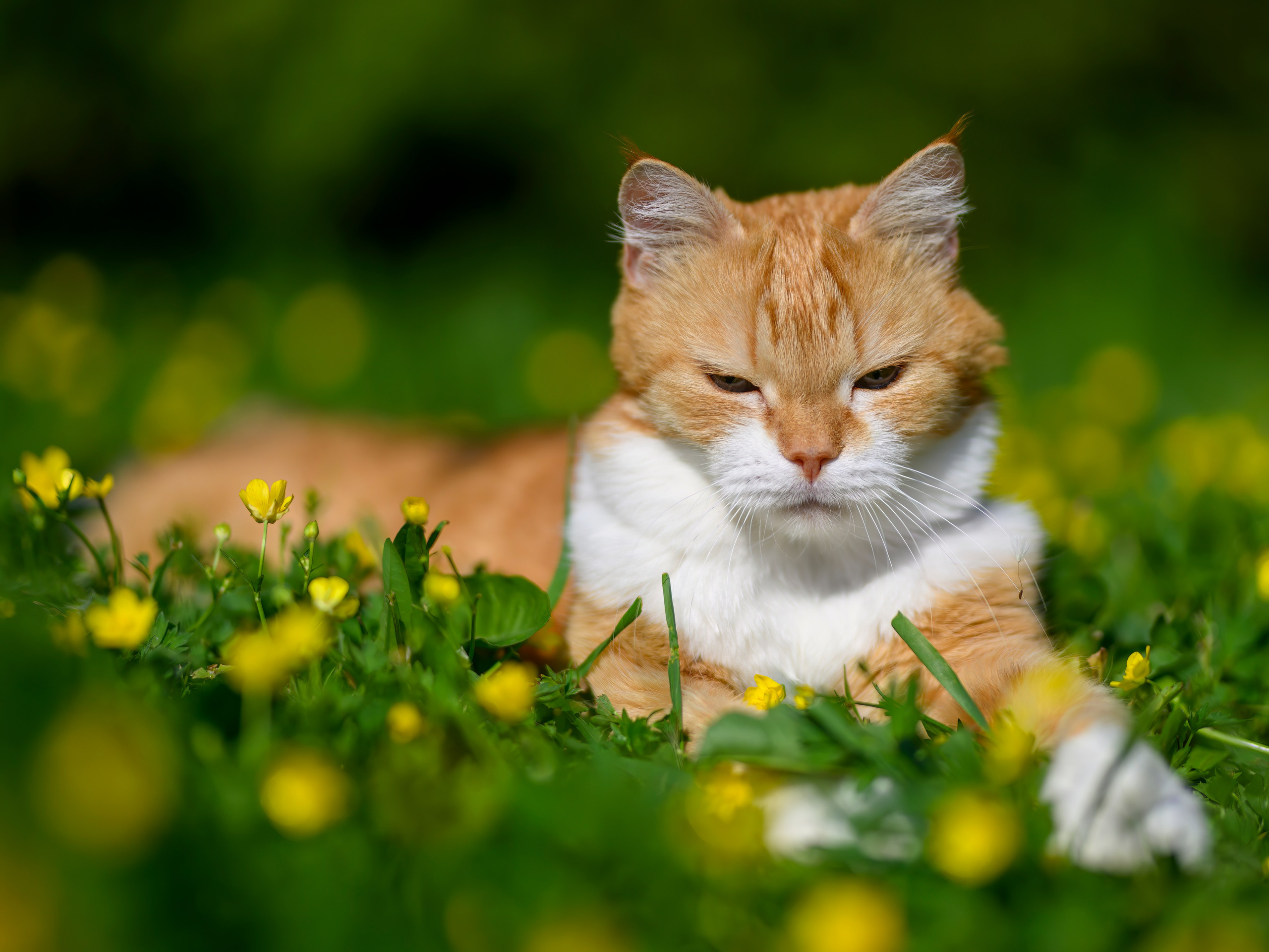 Рыжий!. Wildlife photography by Sergey Puponin