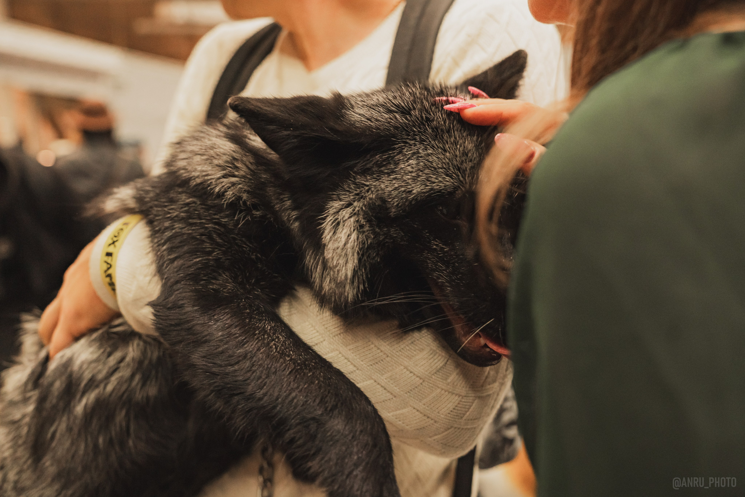 Fox Family fest. Репортажный фотограф Анастасия Рубцова