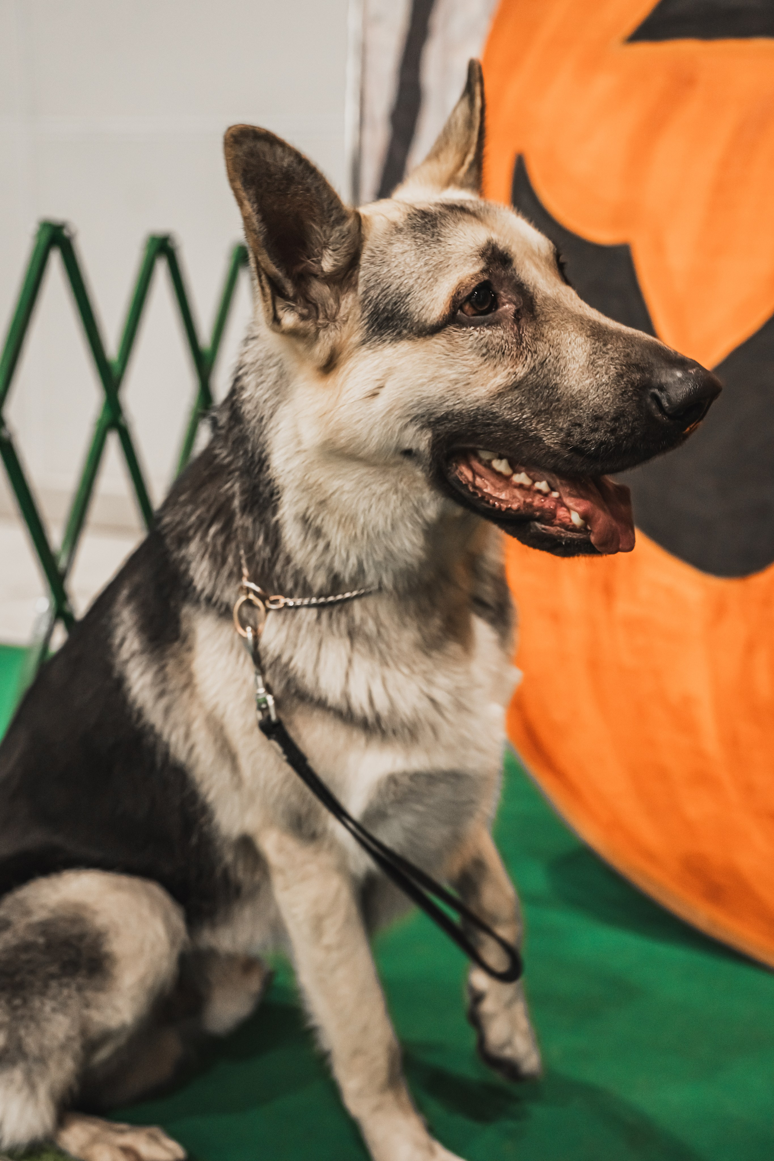 Международная выставка собак всех пород. Репортажный фотограф Анастасия Рубцова