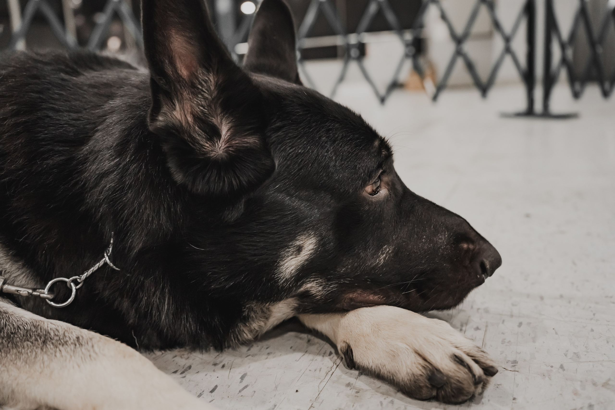 Международная выставка собак всех пород. Репортажный фотограф Анастасия Рубцова