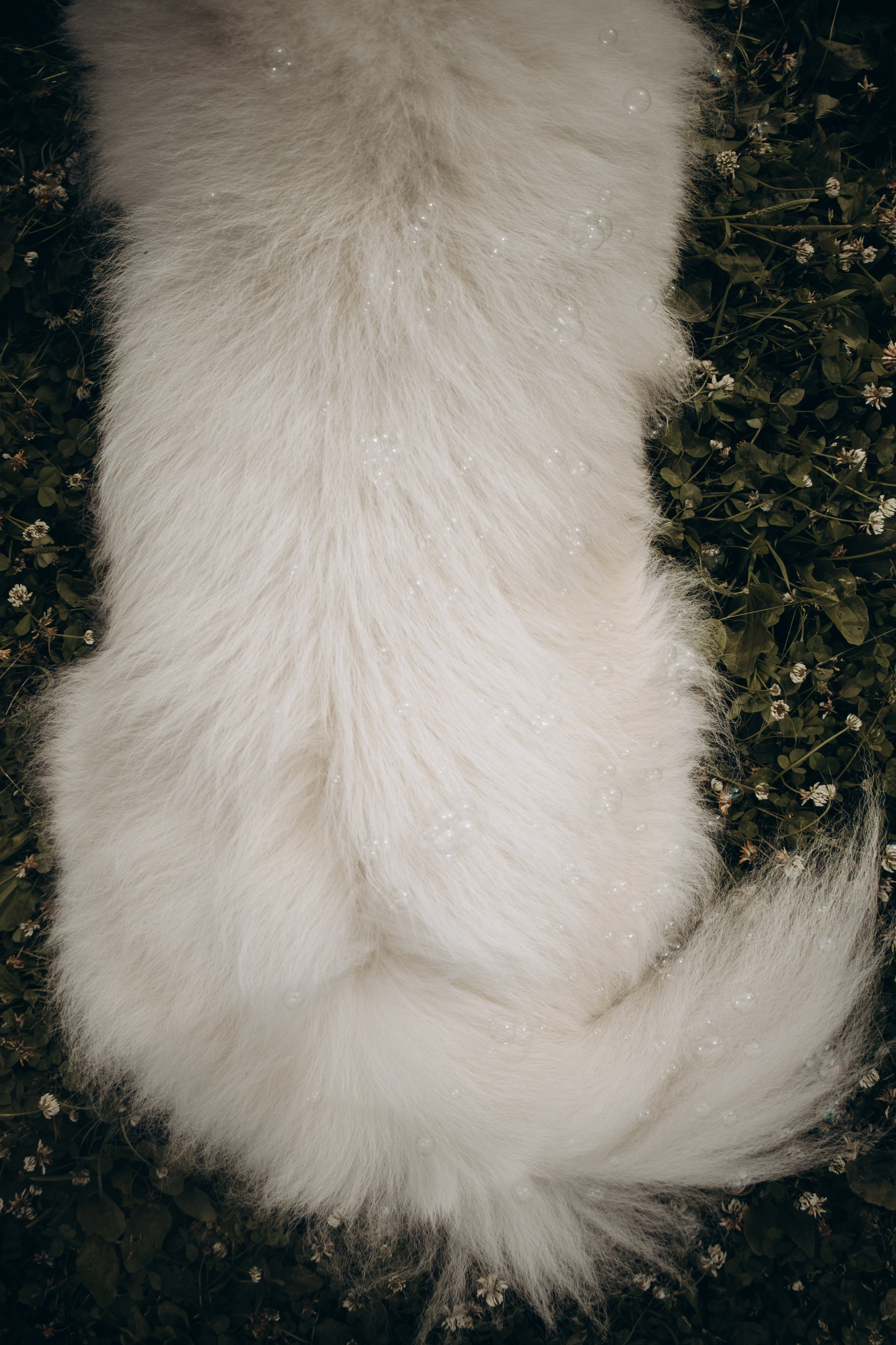 Фотосессия с ребенком и собакой в парке. Фотограф-анималист в Москве Екатерина Тихонова