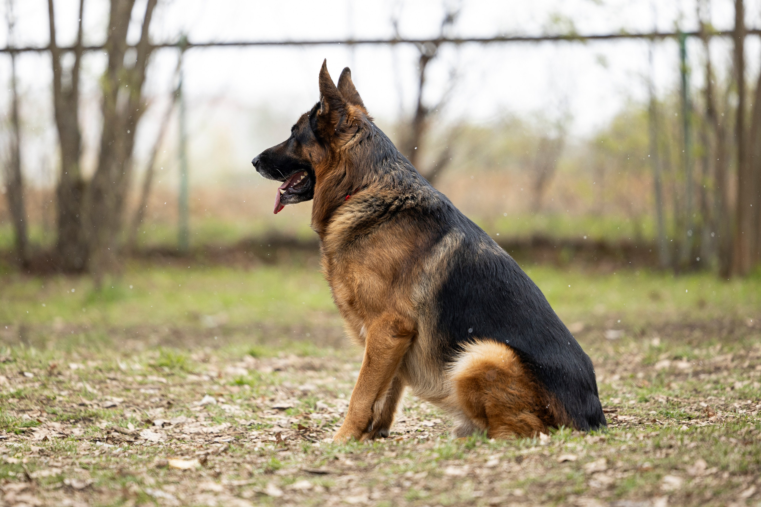 Квалификационные состязания по мондьорингу г. Вологда 11.05.24. Фотограф-анималист Анна Маринич