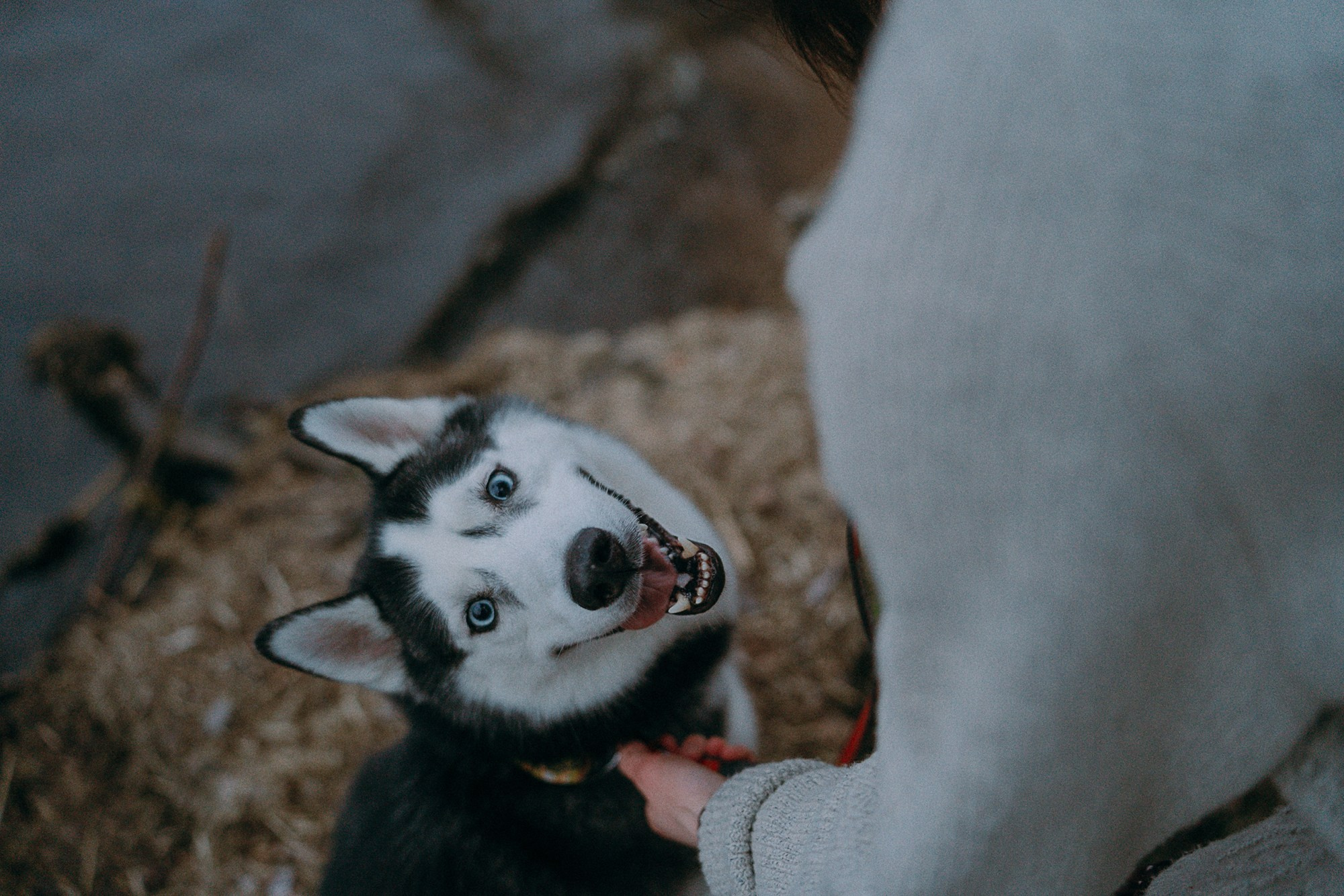 Наташа и Сириус. Фотограф анималист в Москве и Санкт-Петербурге Свиридова Анна