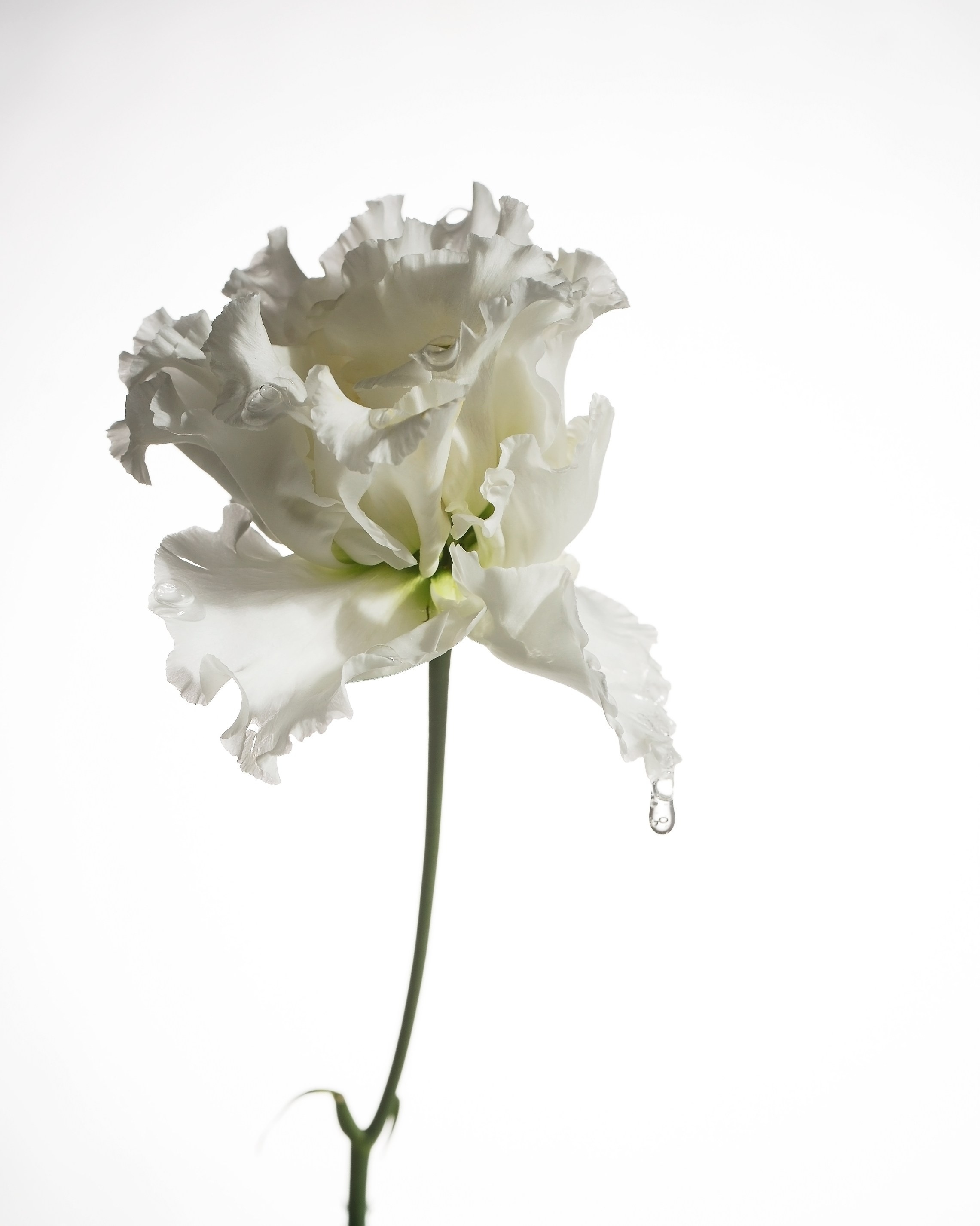 Предметный фотограф Барнаул, бьюти съемка ,съемка крема, косметика, фото для бренда в Барнауле, фото для маркетплейсов, съёмка для упаковки, фото упаковка, прайс на предметную фотосъемку, фотосъемка для производителя, предметная съемка, product photographer, product photography,