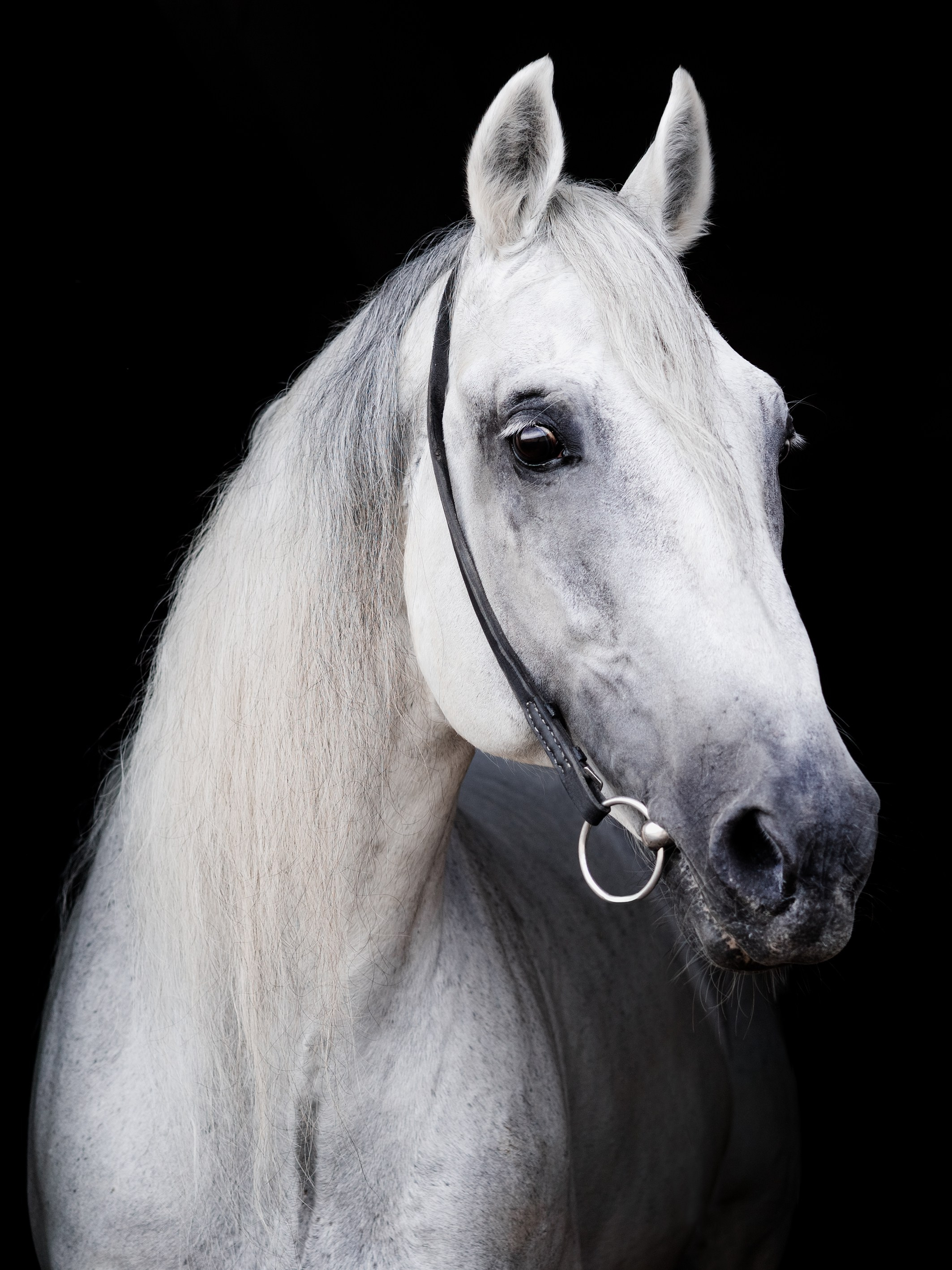 Life with horse. Saamill