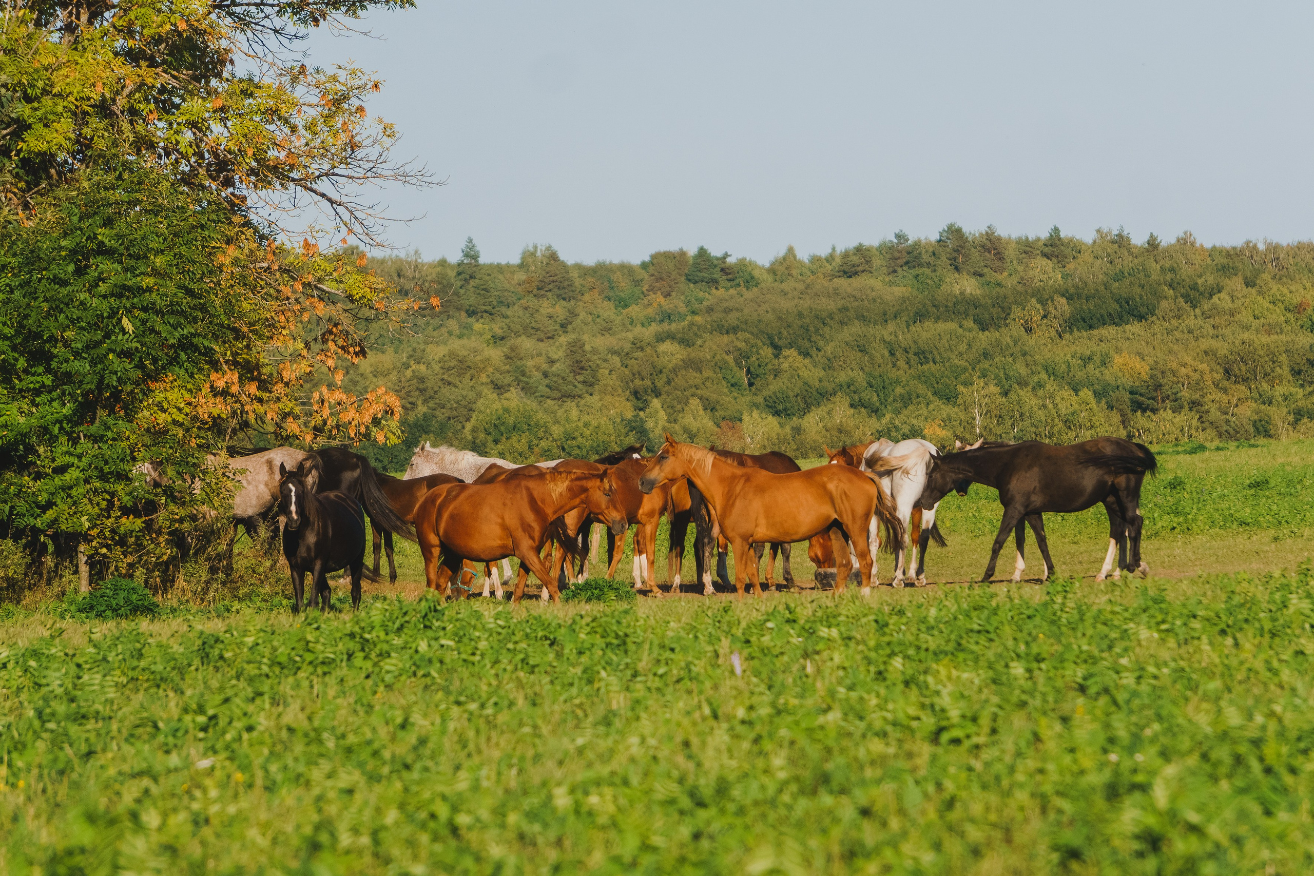 Life with horse. Saamill