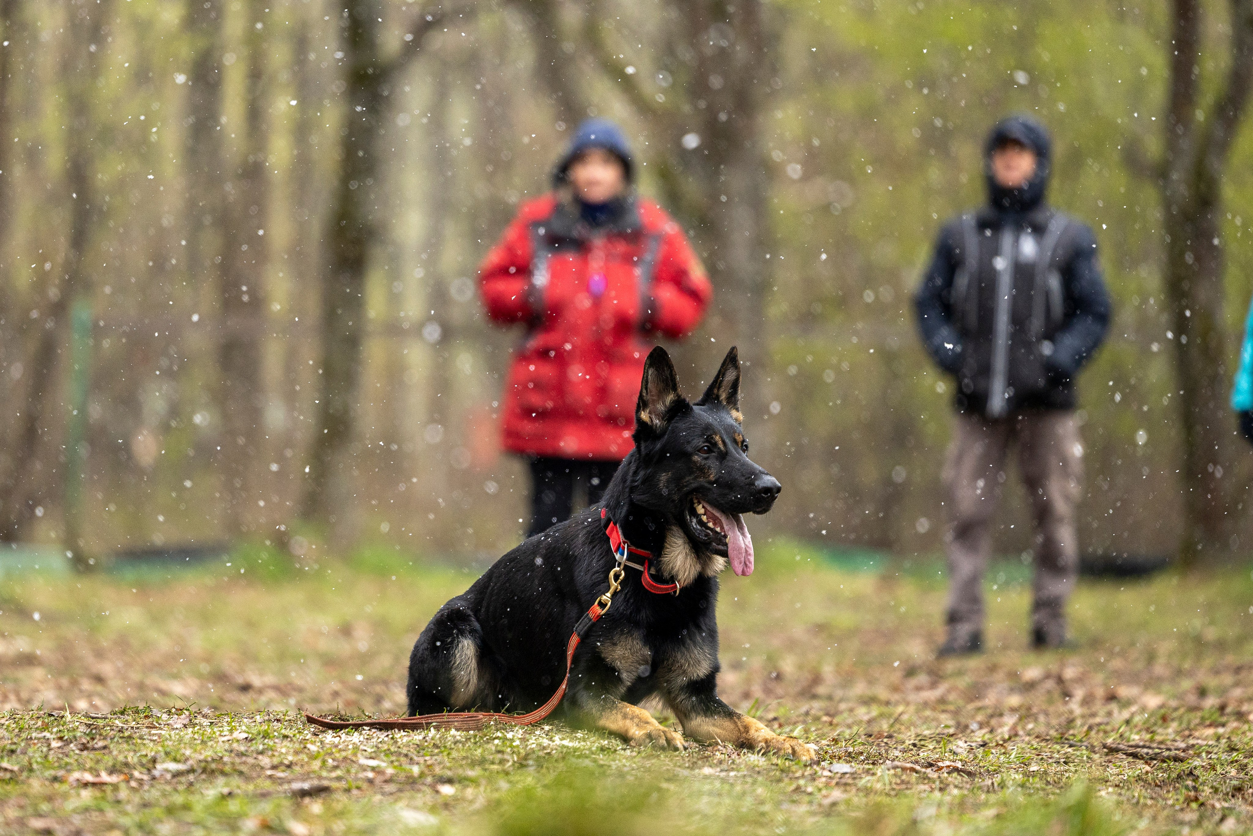 Квалификационные состязания по мондьорингу г. Вологда 11.05.24. Фотограф-анималист Анна Маринич