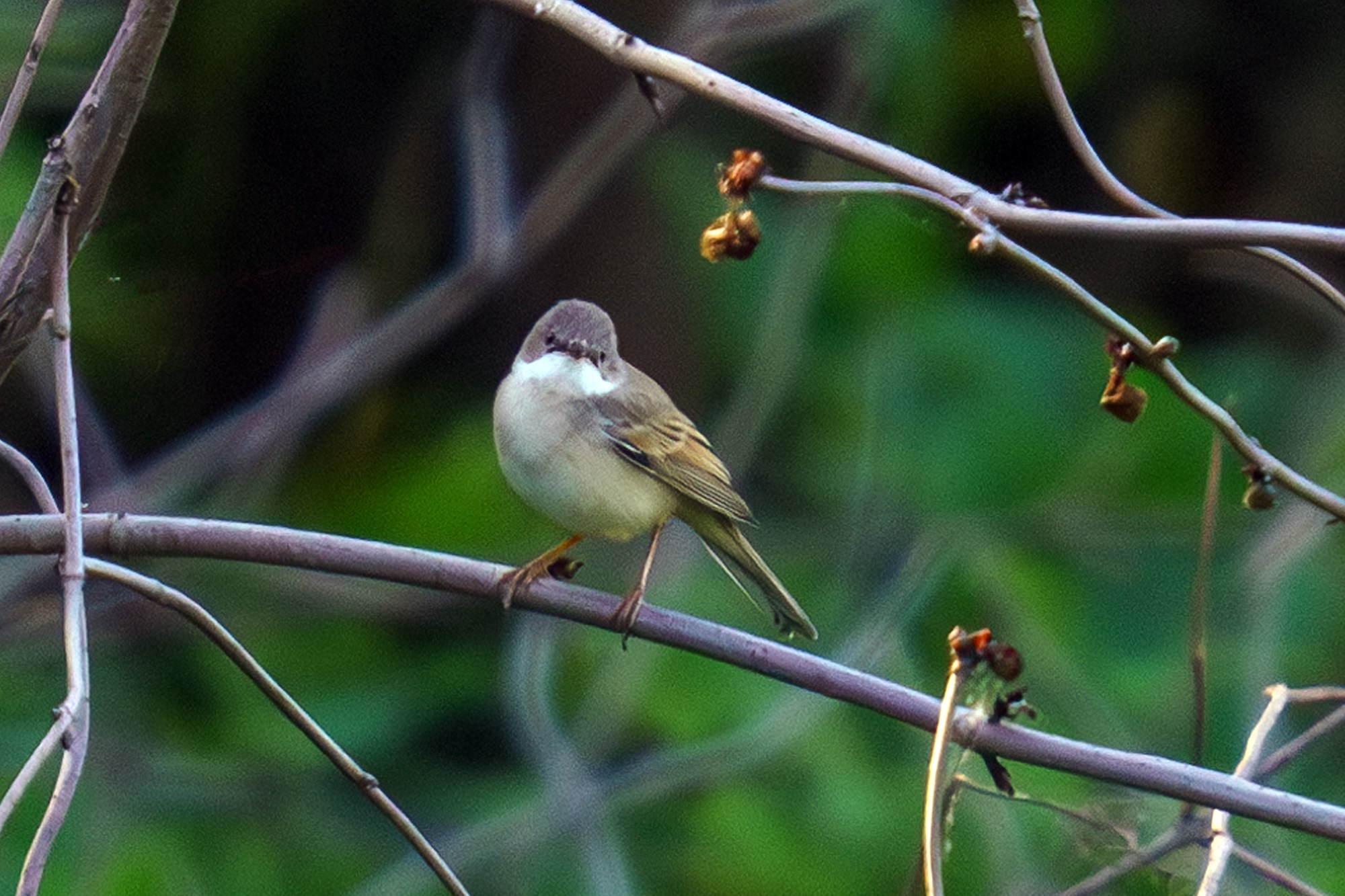 Удивительные мир птиц. Вокруг нас столько прекрасного — присмотритесь!. Ваш личный фотограф Марина Волкова