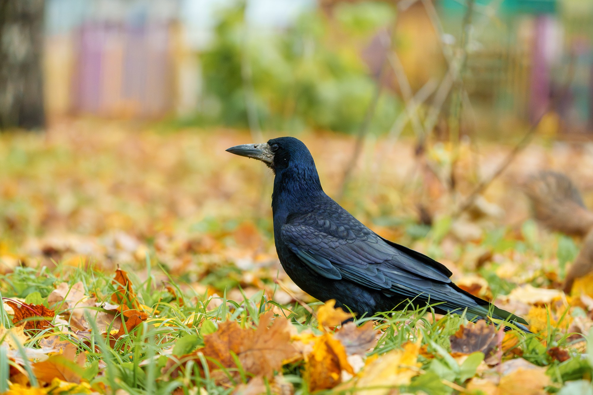 Удивительные мир птиц. Вокруг нас столько прекрасного — присмотритесь!. Ваш личный фотограф Марина Волкова