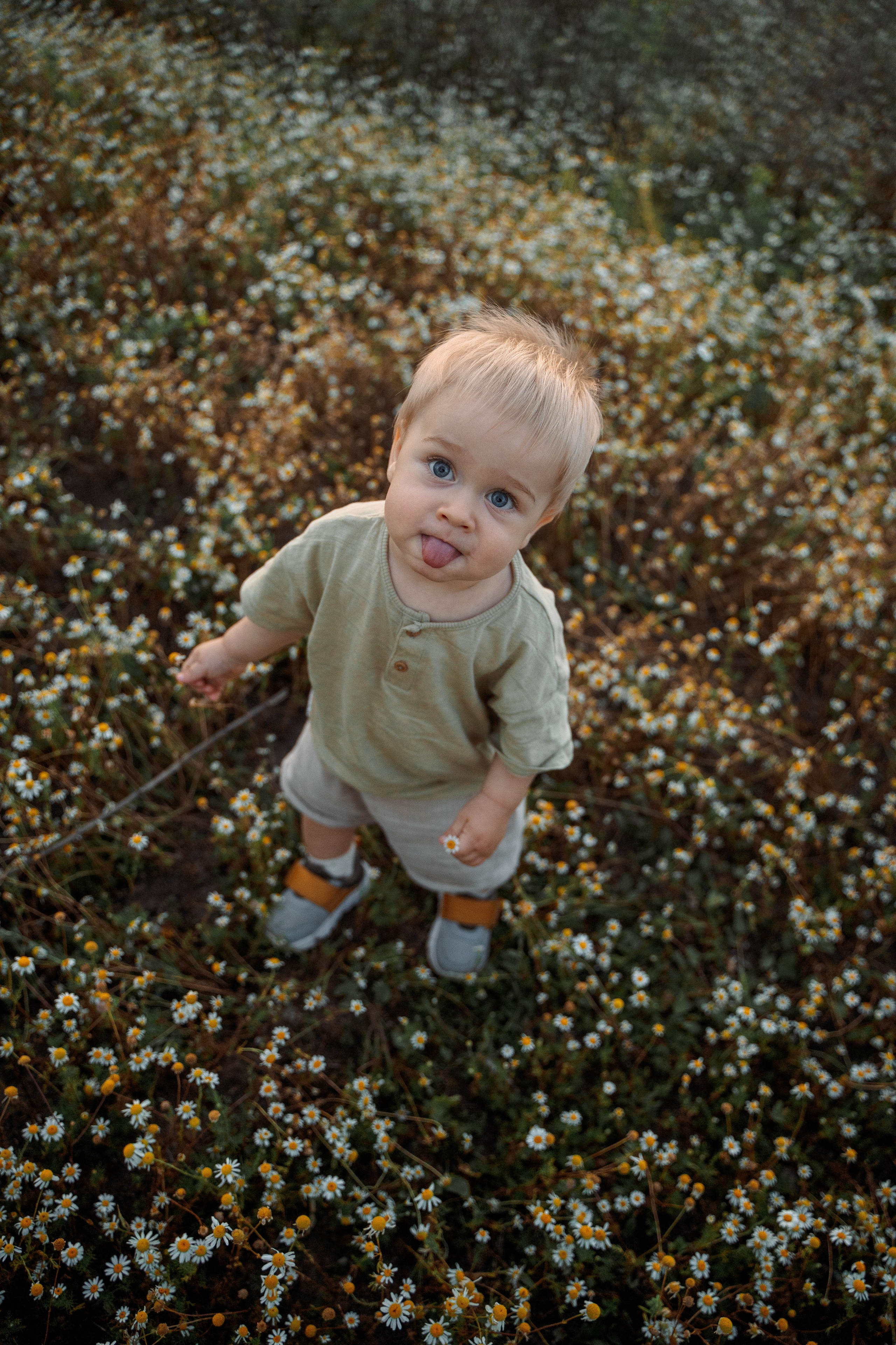 РОМАШКИ. Фотограф Мария Зайчик