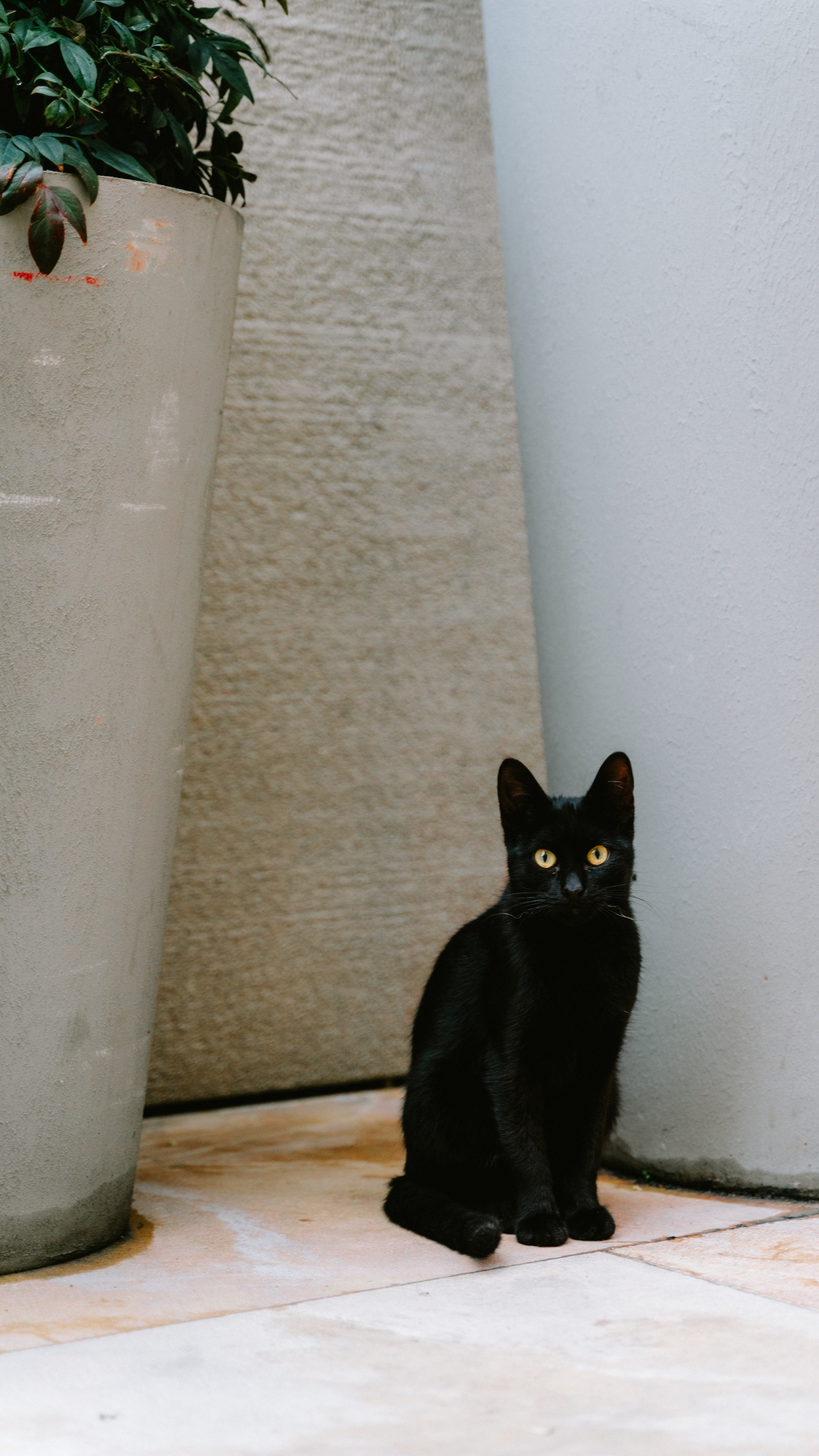 Кошки. Фотографии Дмитрия Захаренко