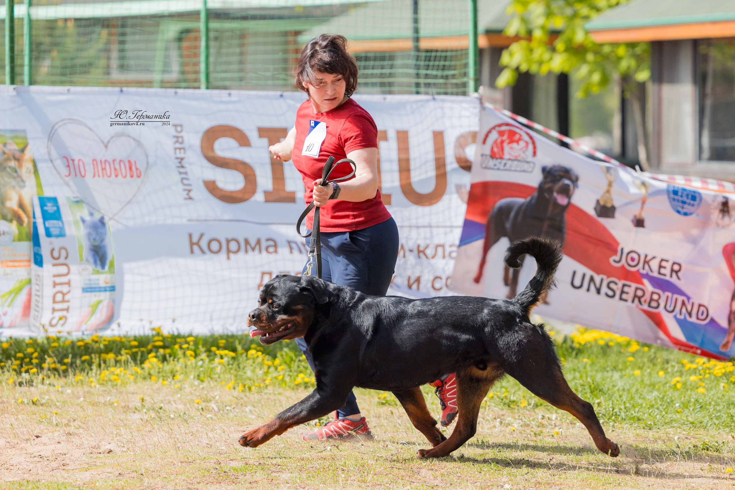 Саратов 2 х моно ротвейлеров 28-29.04.2024. Фотограф-анималист Юлия Германика
