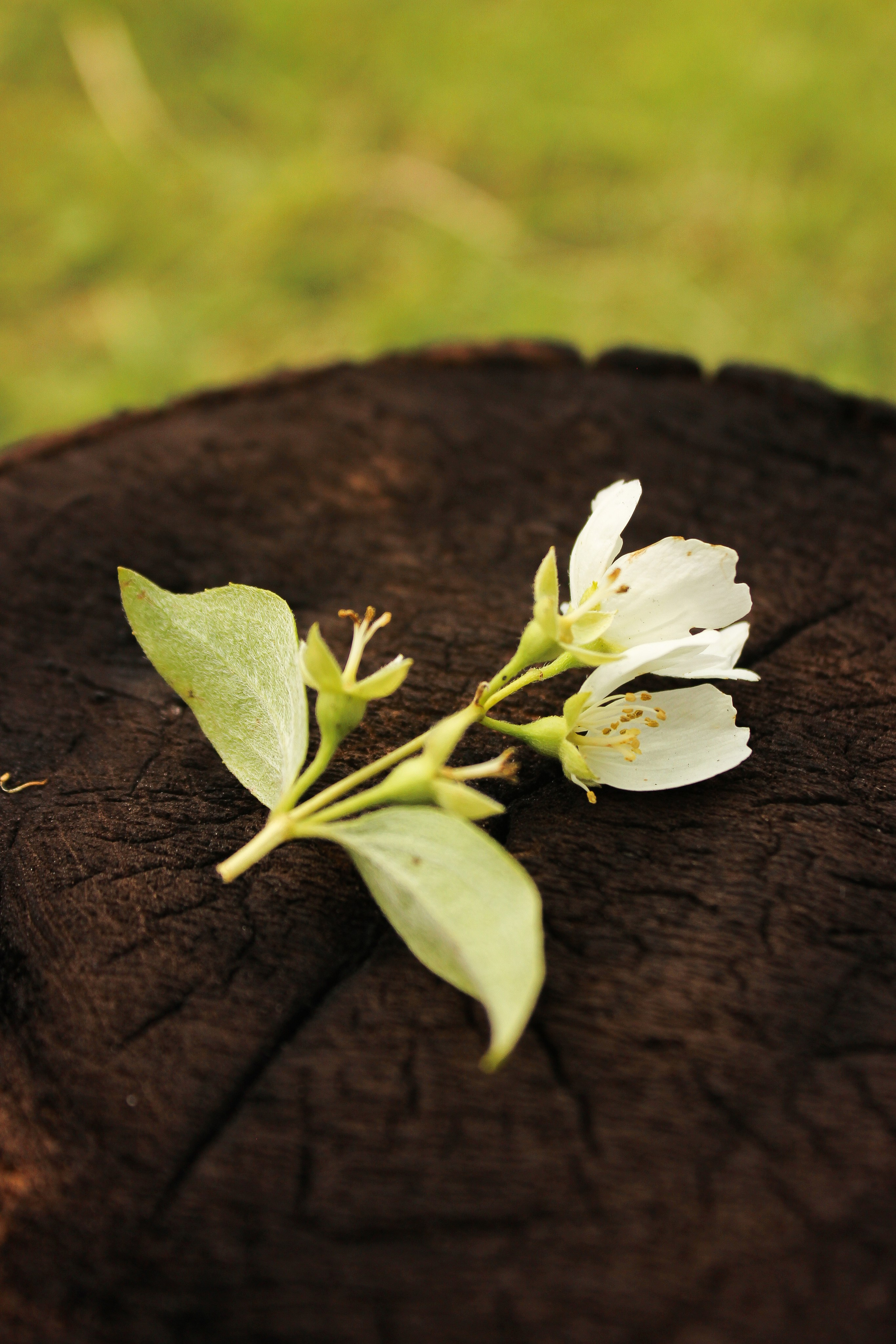 HP22. Портретный фотограф из Москвы Комбар Елизавета