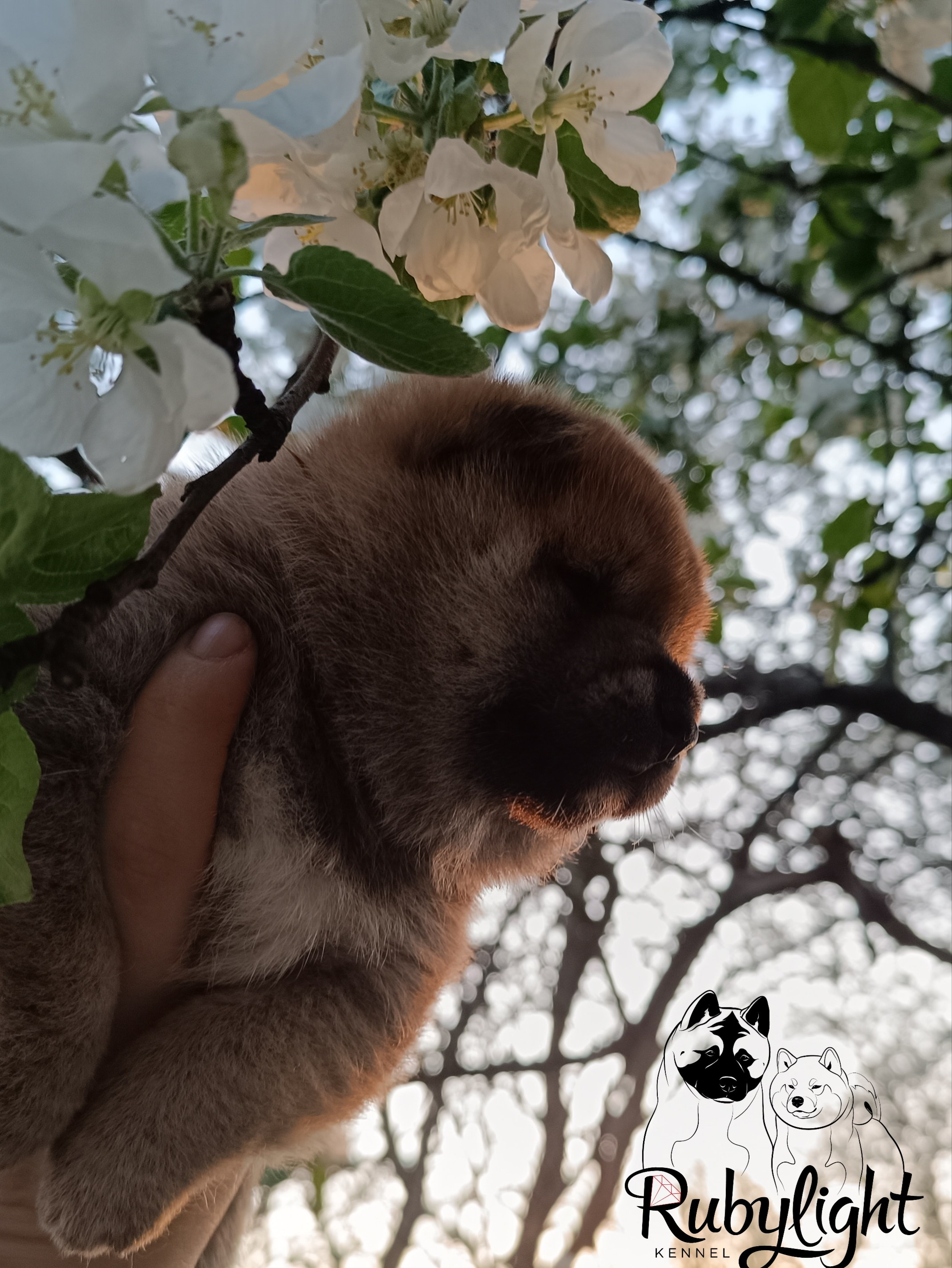 Сиба Rubylight Germes питомник Рубилайт