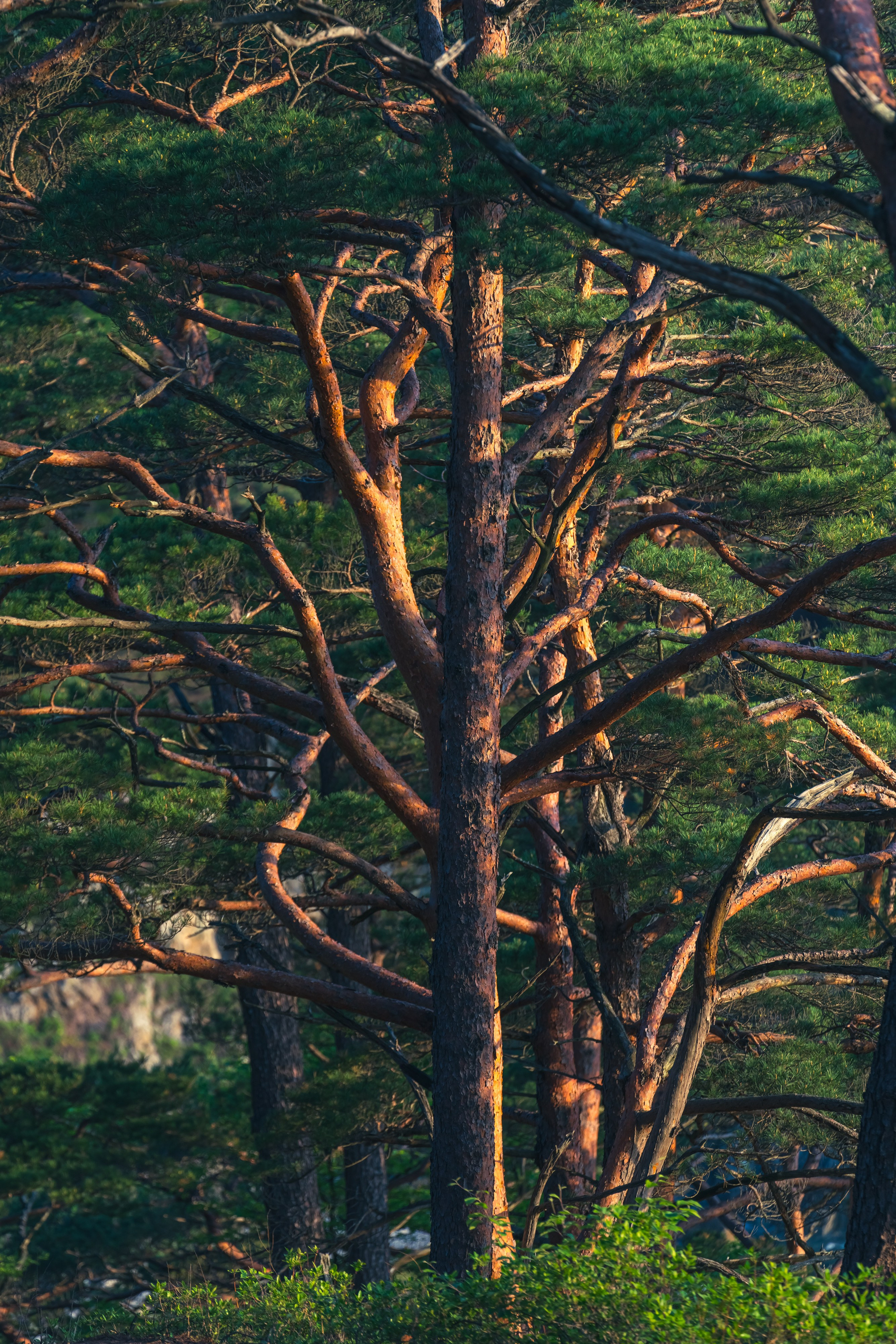 Весеннее Приморье. Май