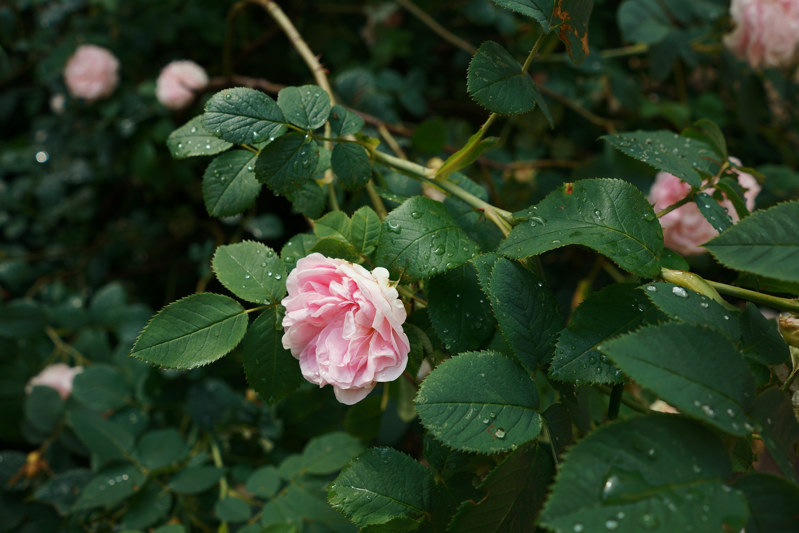 Повседневность