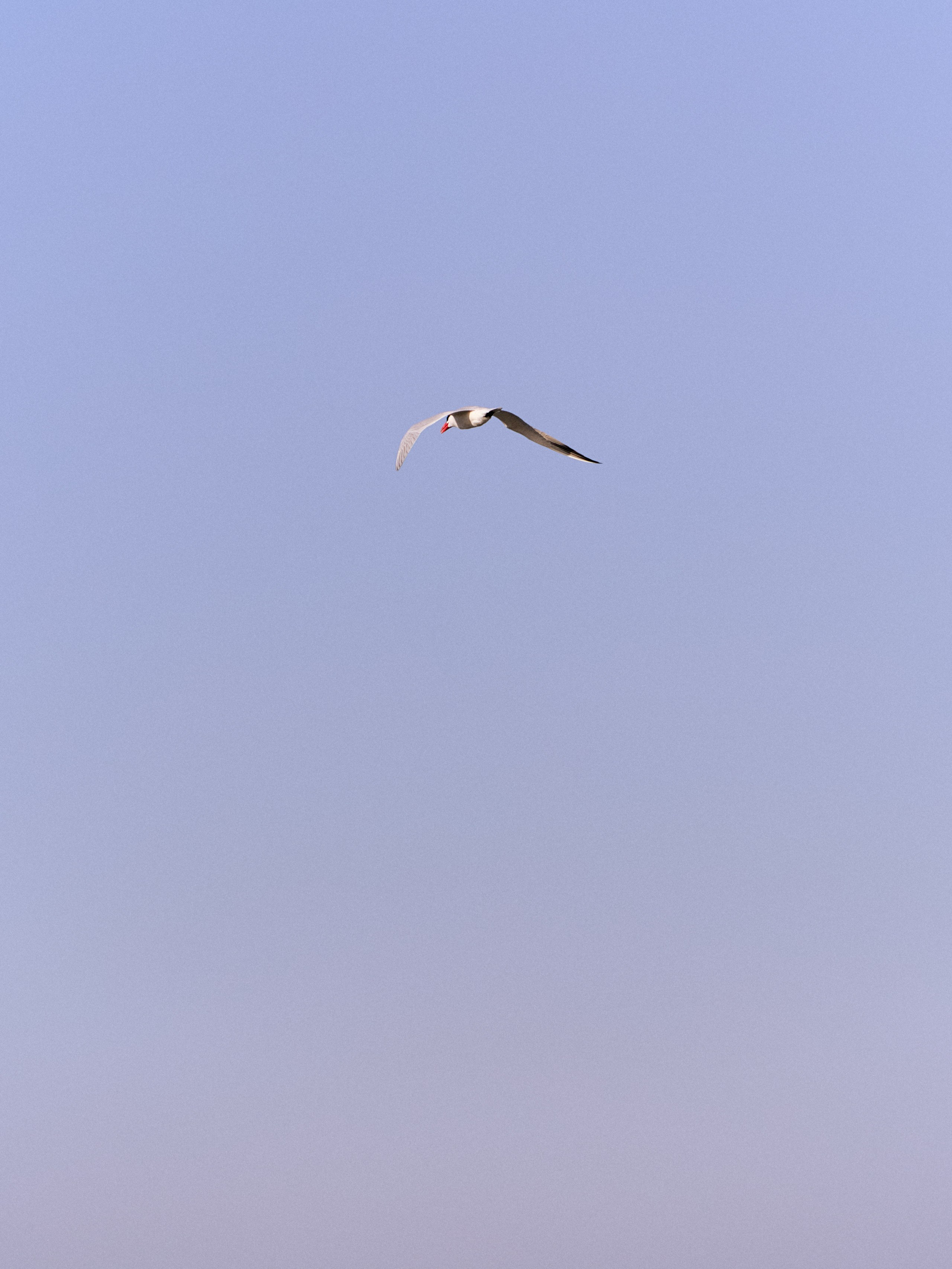 Другое 3. Jorgis — фотограф в Хургаде / обучение фотографии