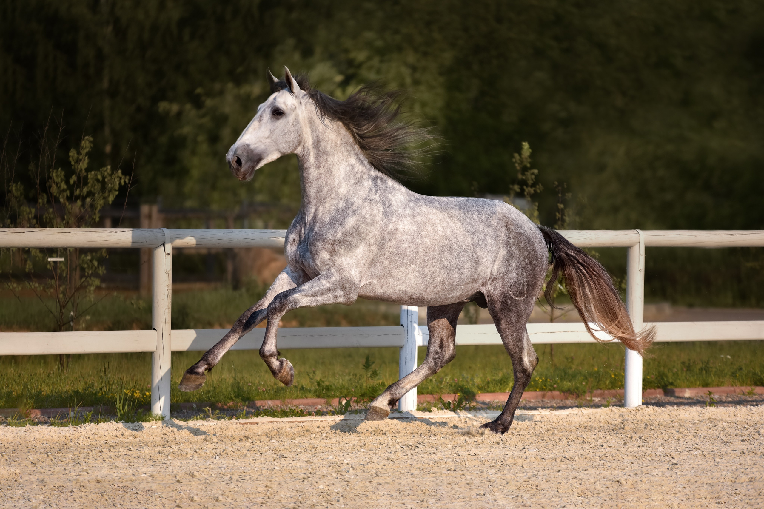 Лошади на свободе, съемка лошадей, экстерьерная съемка, фотосессия