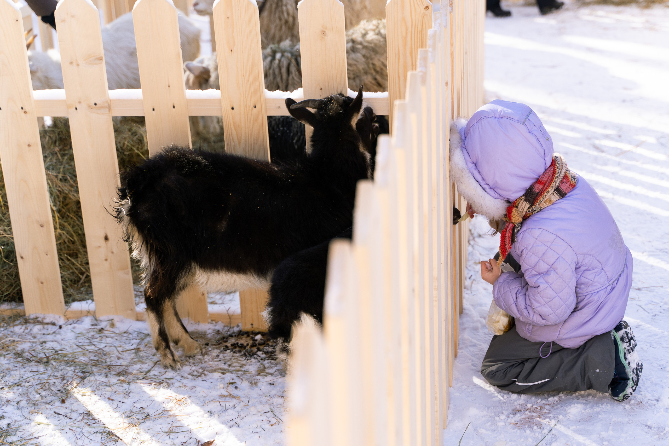 Городские праздники. Ekhovanov | фото- видеосъемка