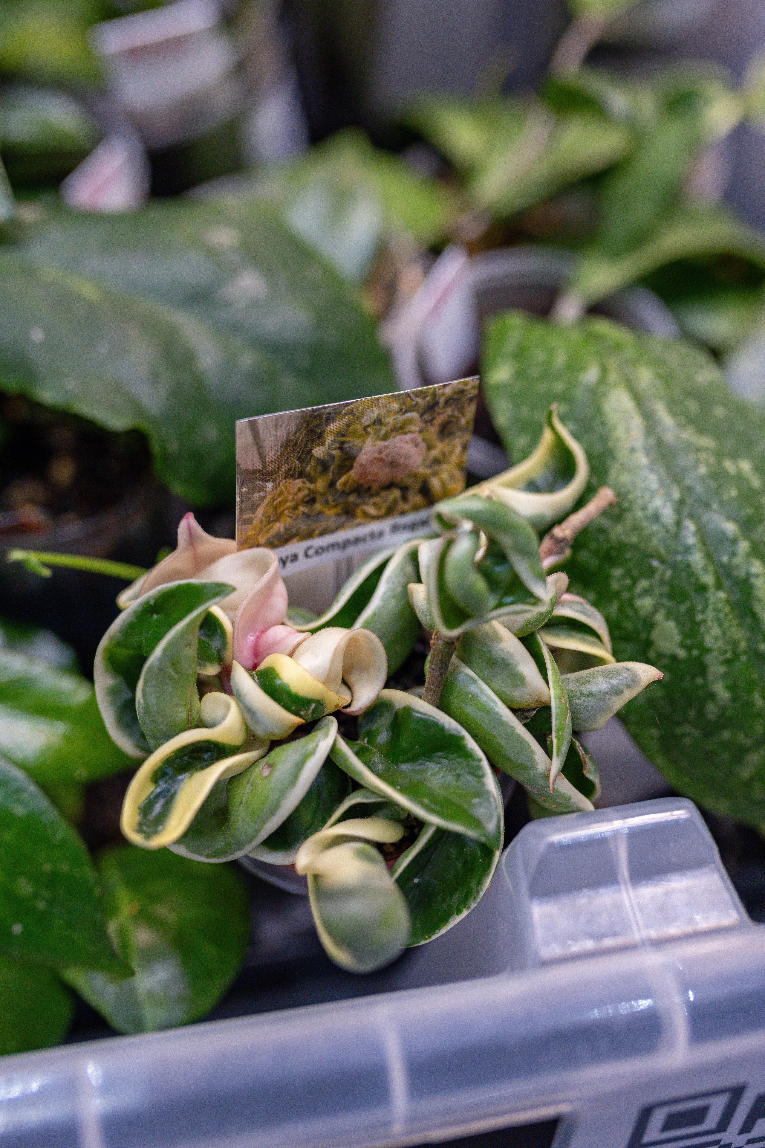 Орхидиум 12.2025. Александра Куликова фотограф, Москва