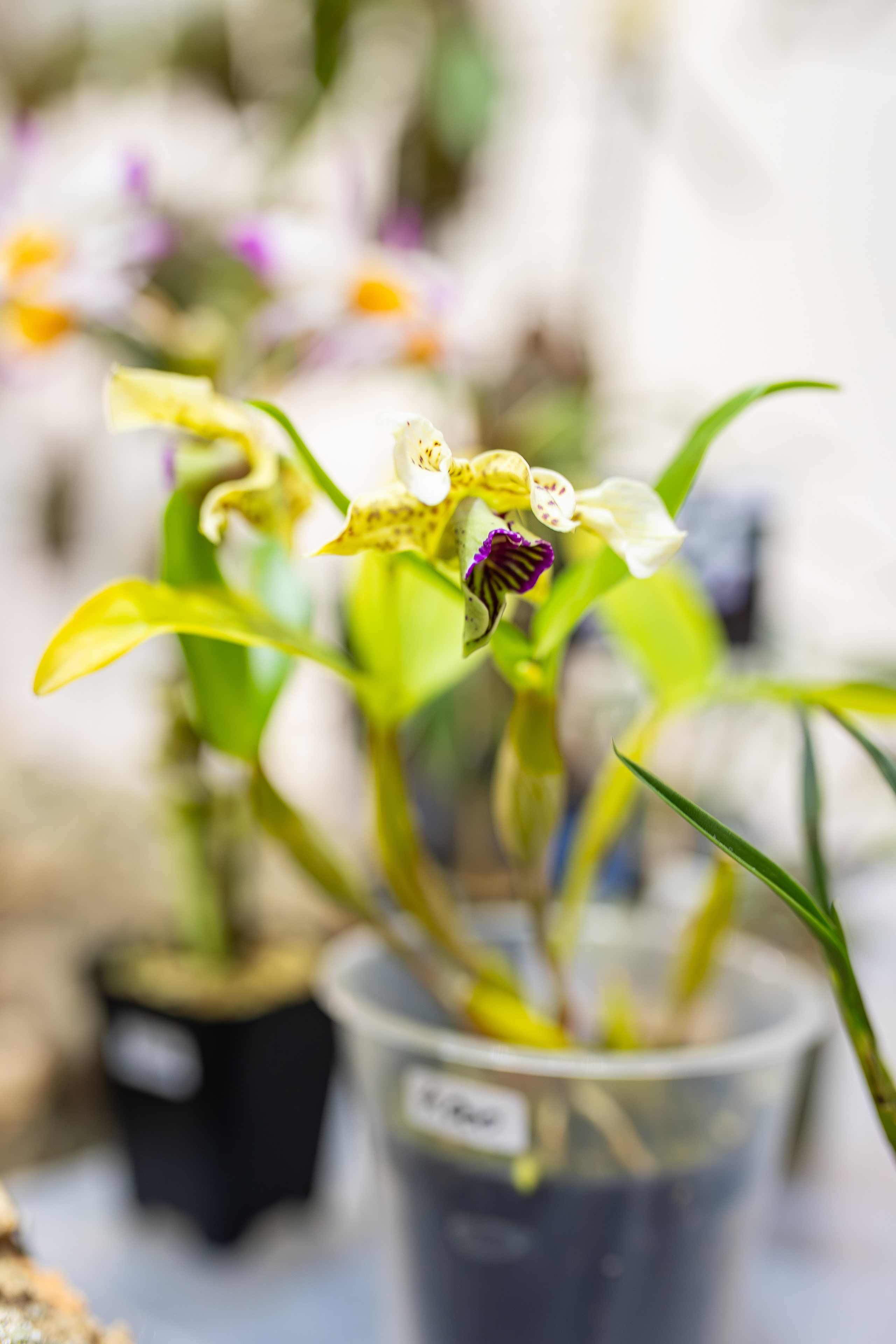 Монстериум апрель 2026. Александра Куликова фотограф, Москва