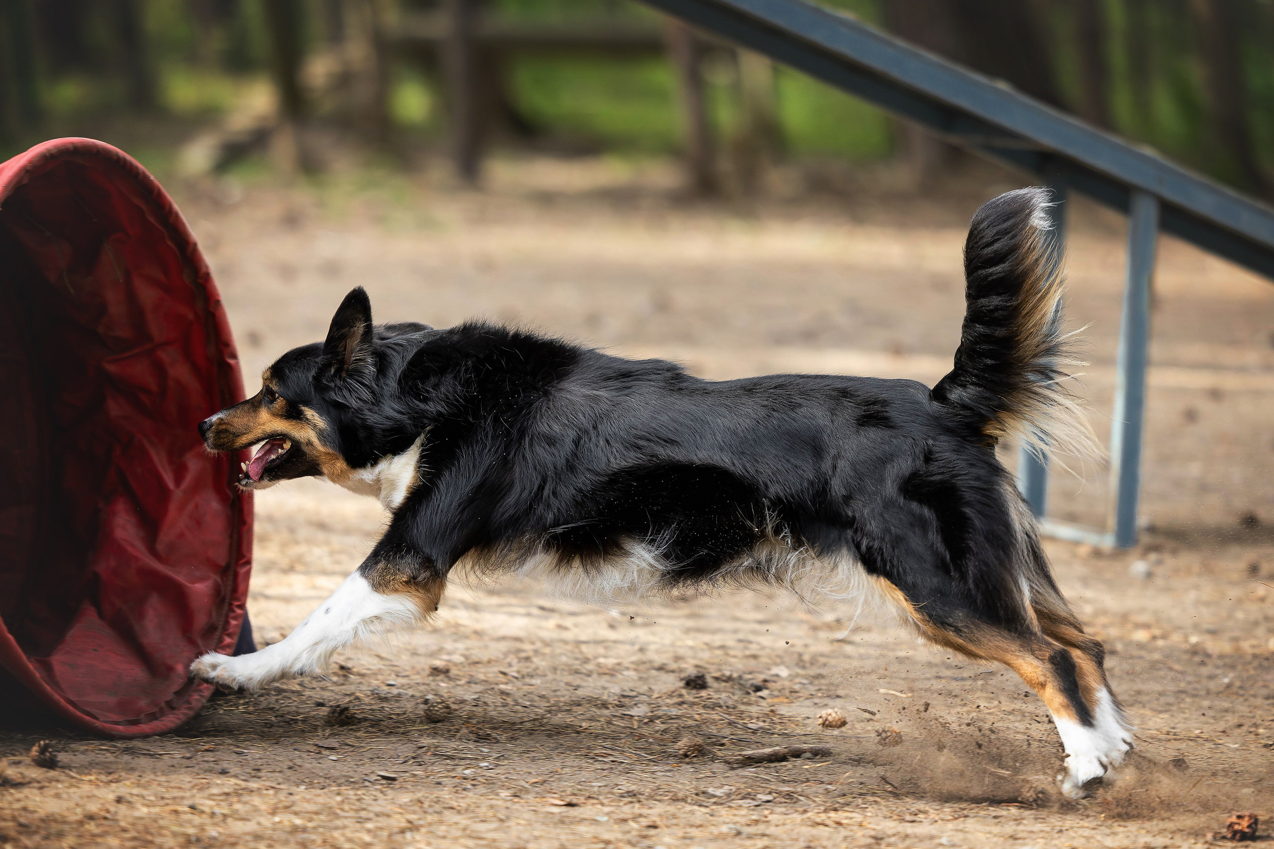 Тренировка аджилити. Фотограф Анималист в Перми Анастасия Остерман