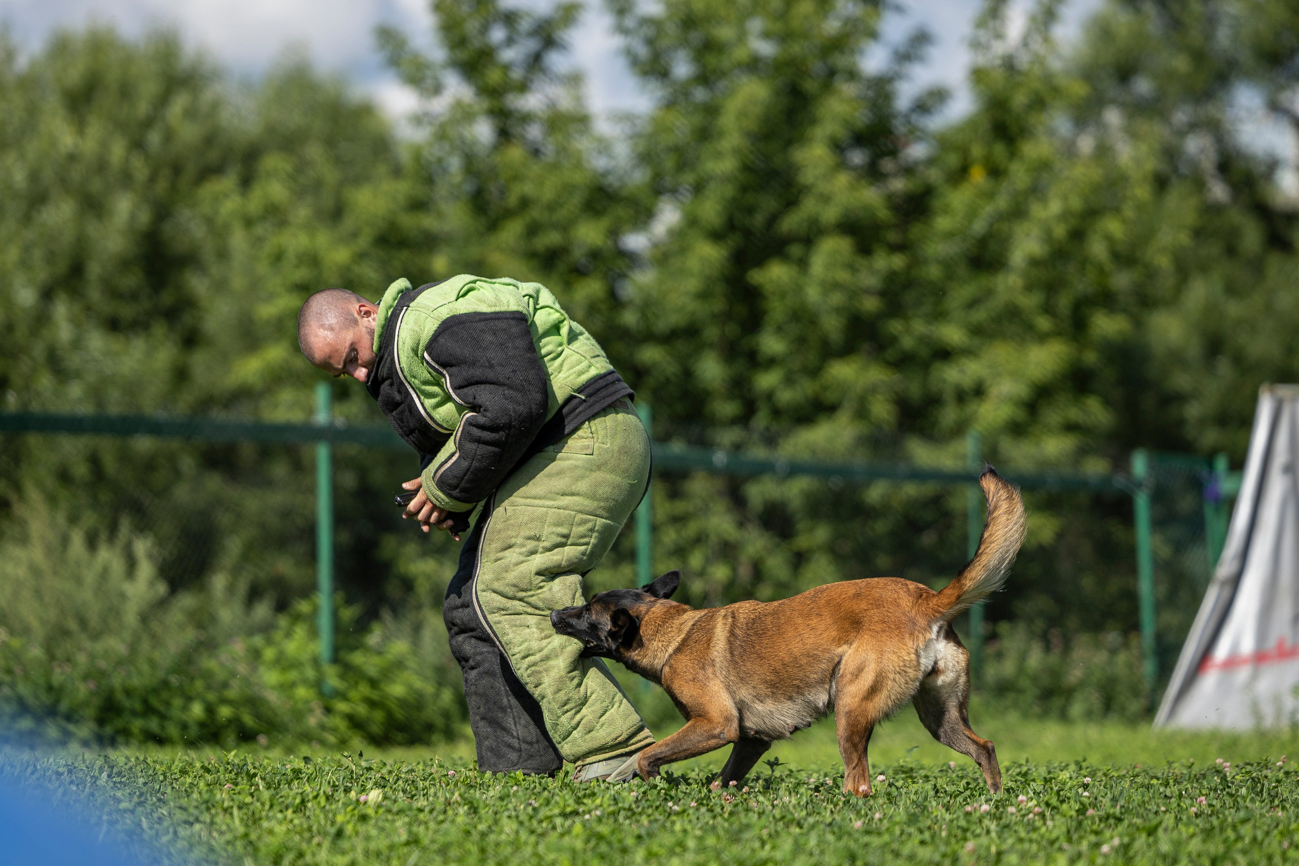 Соревнования по Мондьорингу г. Вологда 10-11.08.2024. Фотограф-анималист Анна Маринич