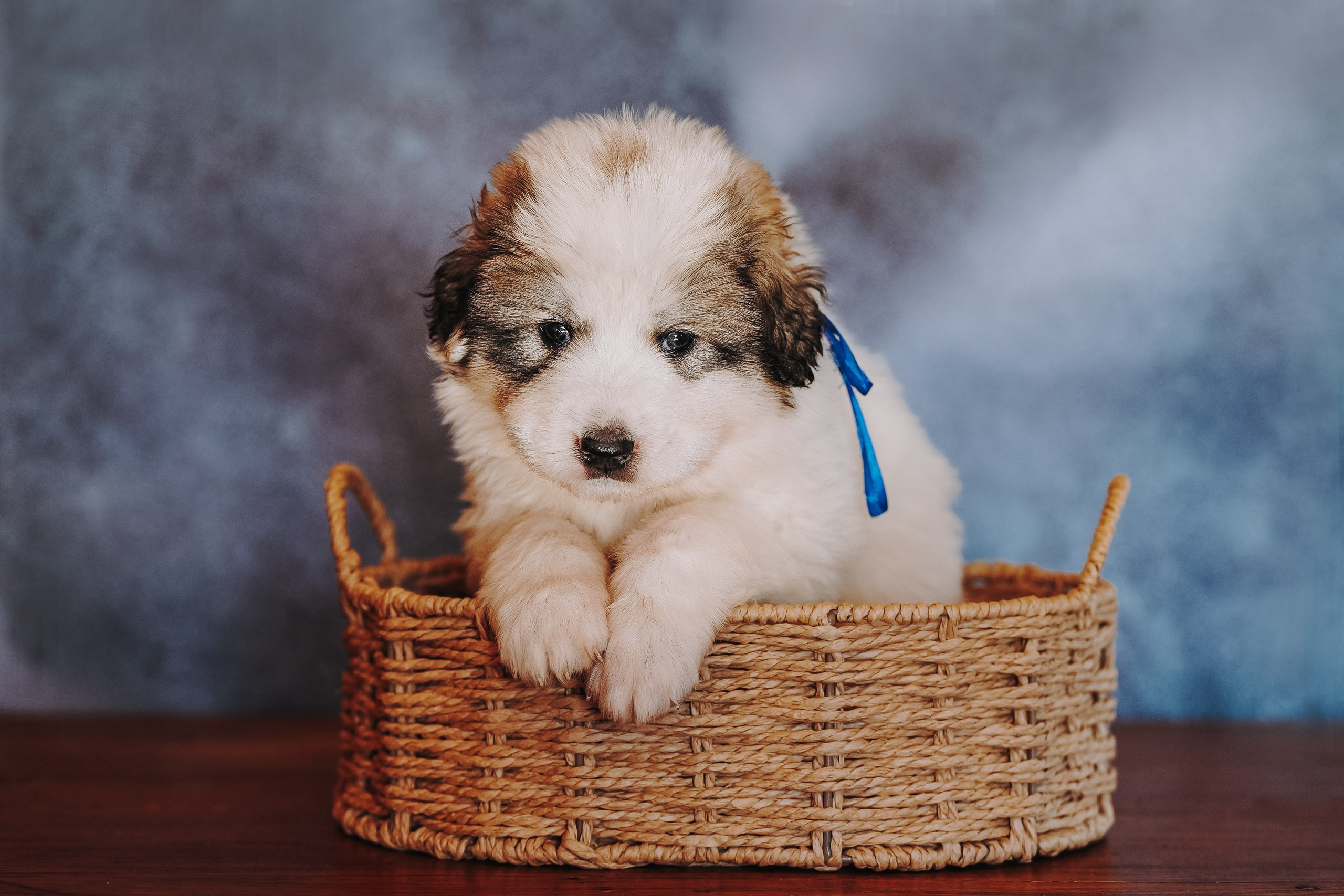 Пиренейские горные. Фотограф анималист в Спб недорого Олеся Майорова