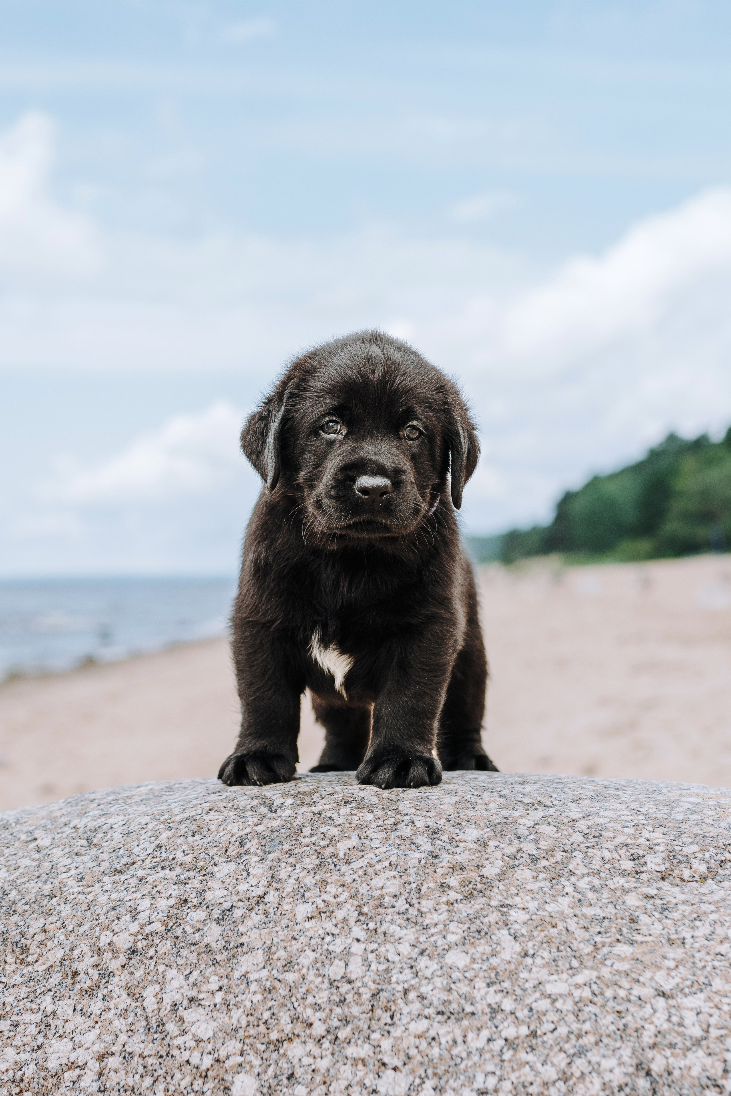 Лабрадорчики на пляже. Фотограф анималист в Спб недорого Олеся Майорова