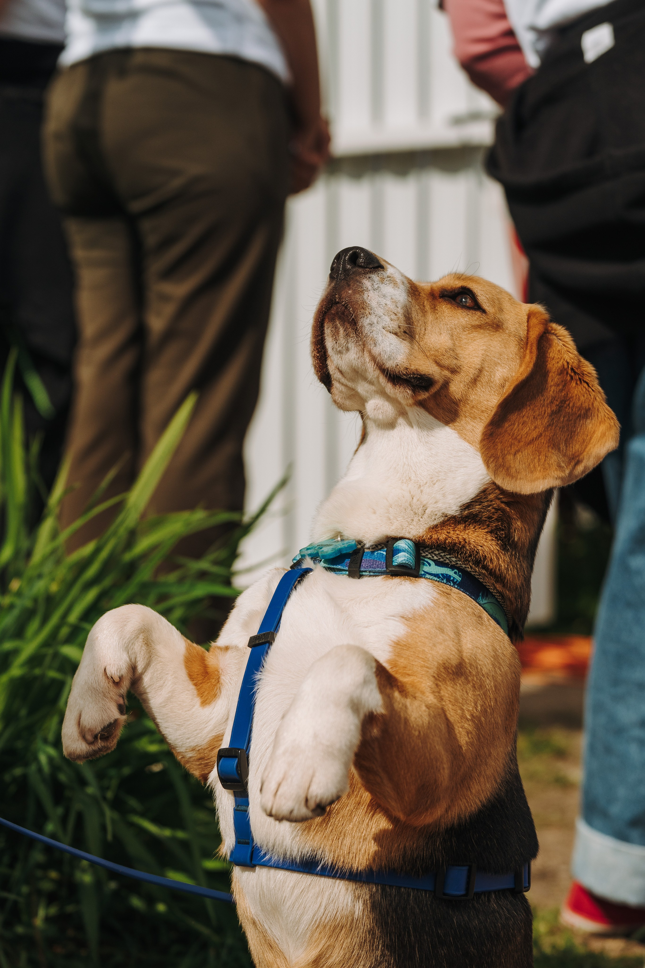 Соревнования по ноузворку. Фотограф анималист в Спб недорого Олеся Майорова
