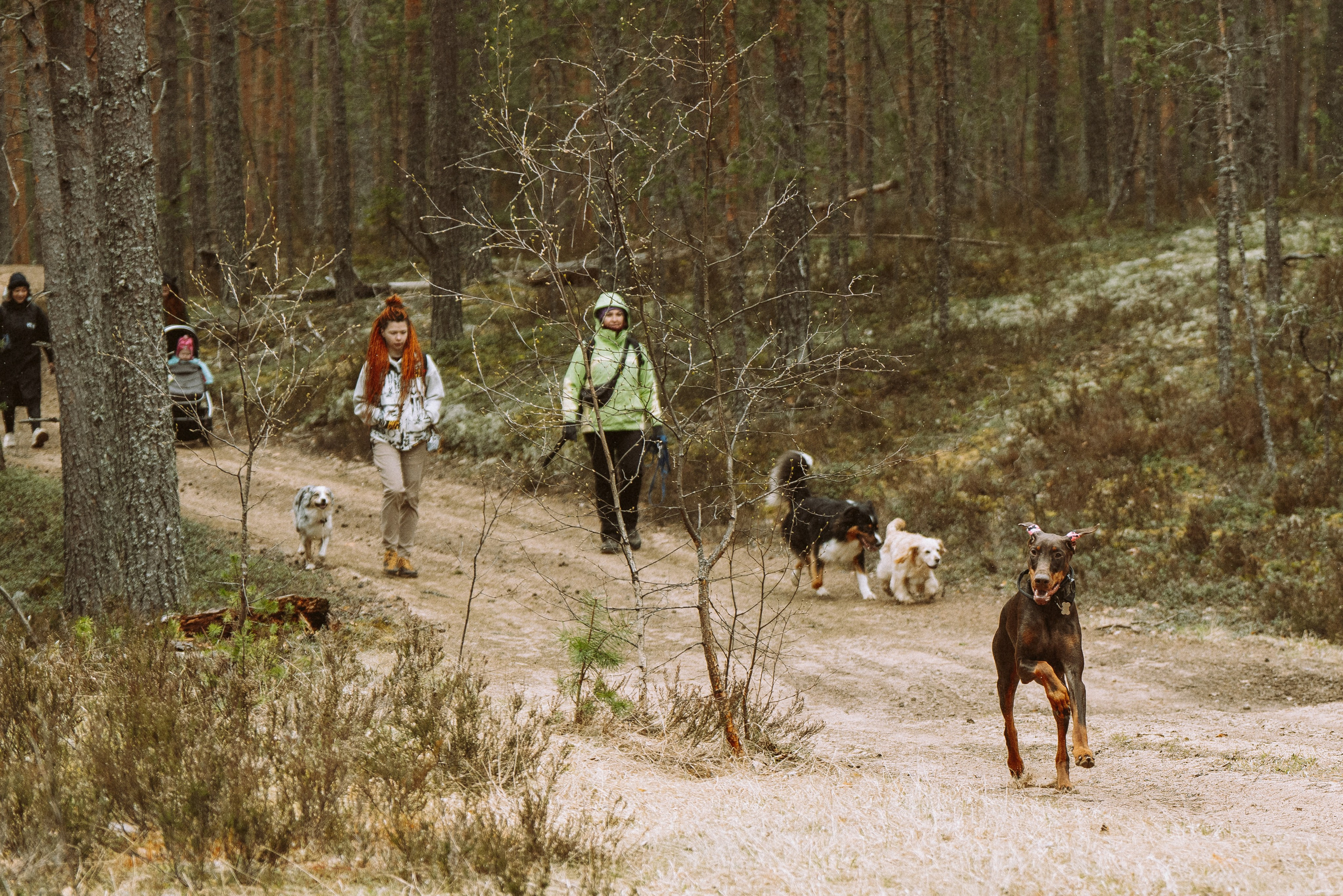 Дог трекинг к финскому хутору. Фотограф анималист в Спб недорого Олеся Майорова