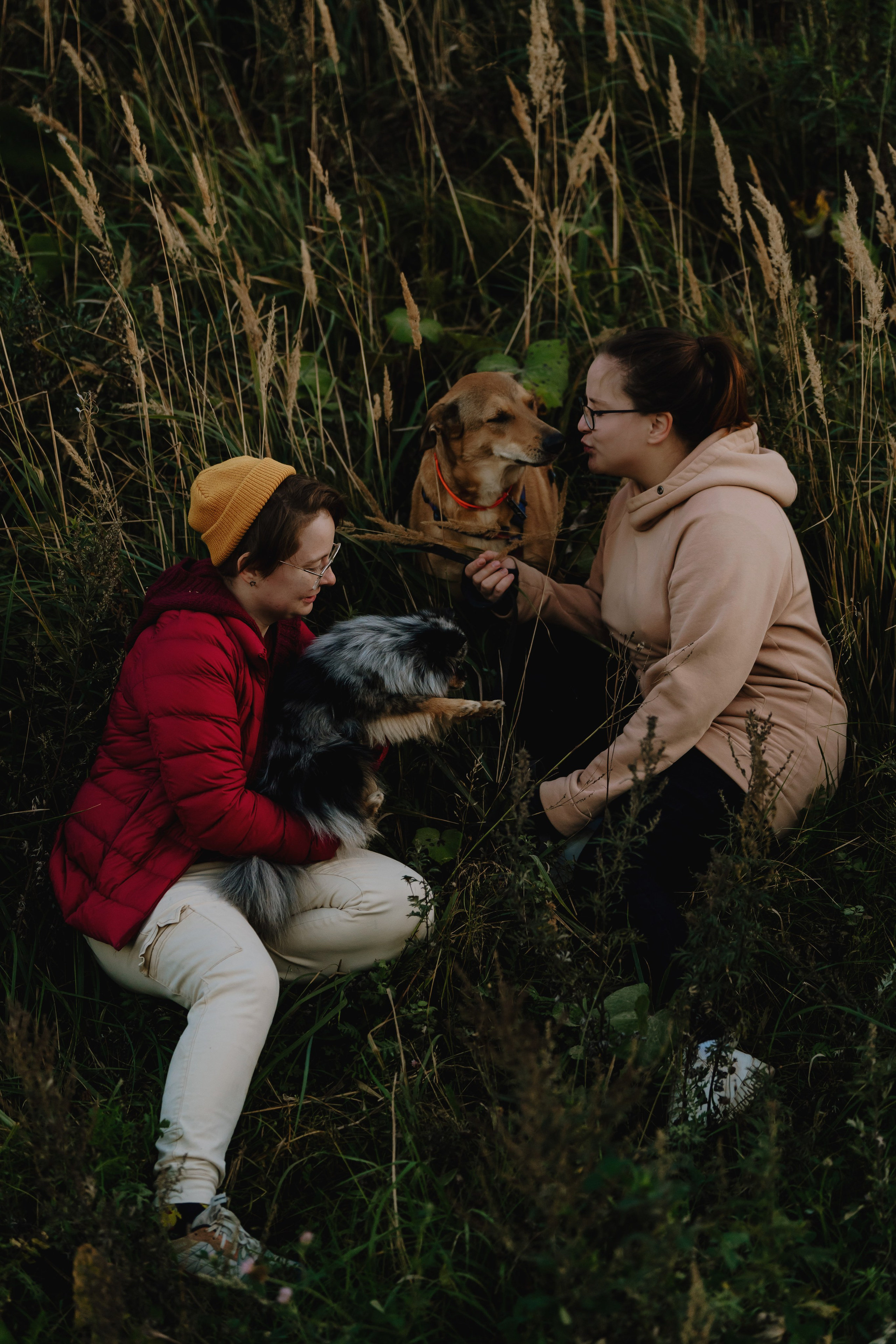 Семейная фотосессия с двумя собаками на закате. Фотограф анималист в Спб недорого Олеся Майорова