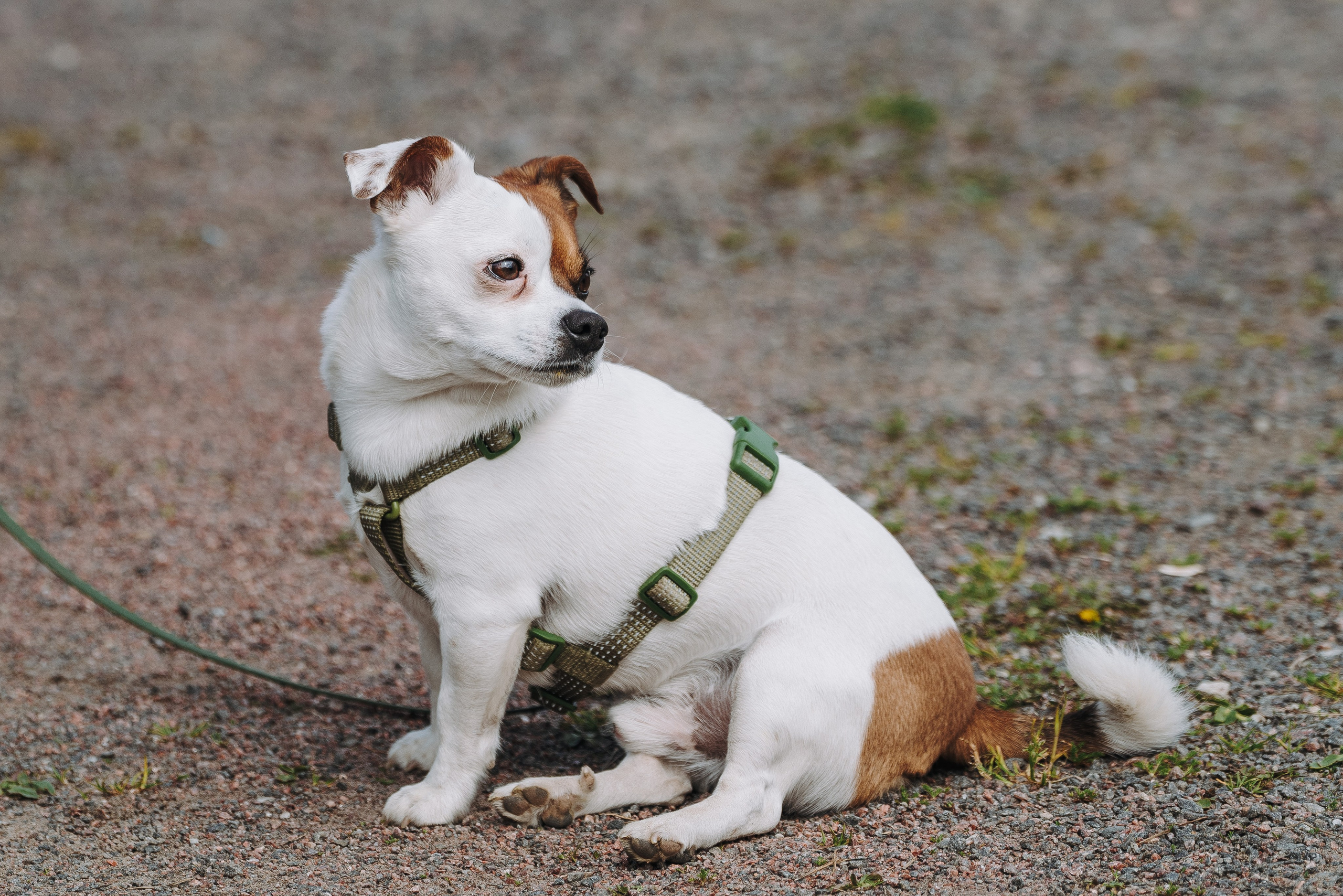 Соревнования по ноузворку в Лосево. Фотограф анималист в Спб недорого Олеся Майорова