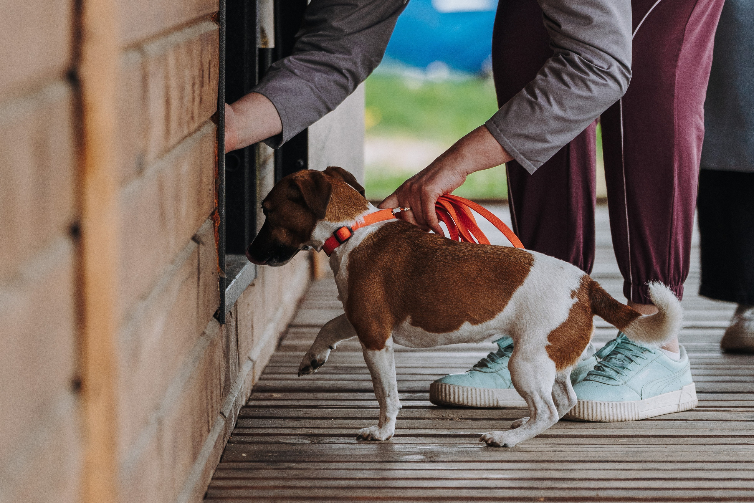 Соревнования по ноузворку в Лосево. Фотограф анималист в Спб недорого Олеся Майорова