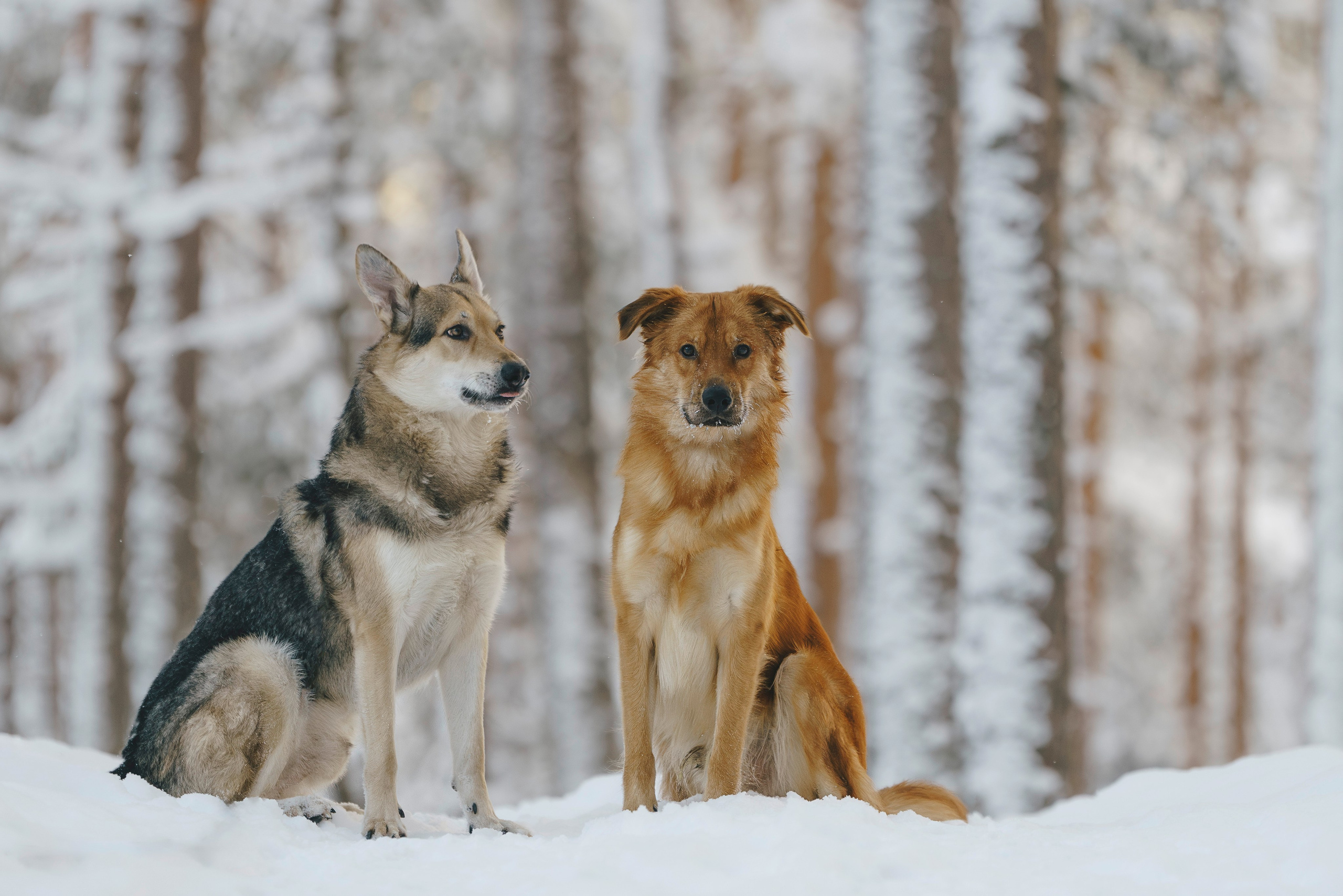 Рэй, Кузя, Ольга и Александр. Фотограф анималист в Спб недорого Олеся Майорова