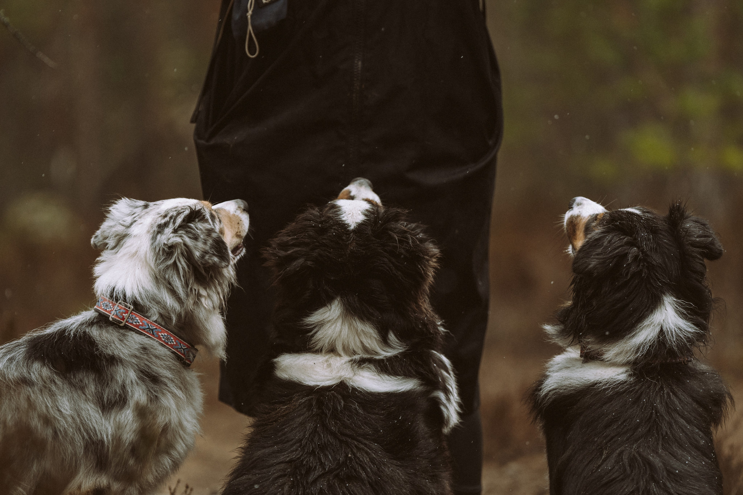 Дог трекинг к финскому хутору. Фотограф анималист в Спб недорого Олеся Майорова