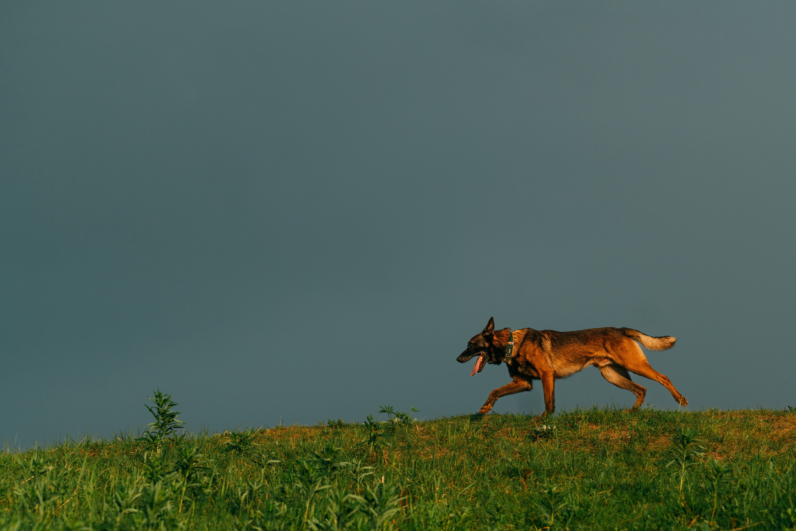 Фотоссесия с двумя собакми Спб. Фотограф анималист в Спб недорого Олеся Майорова