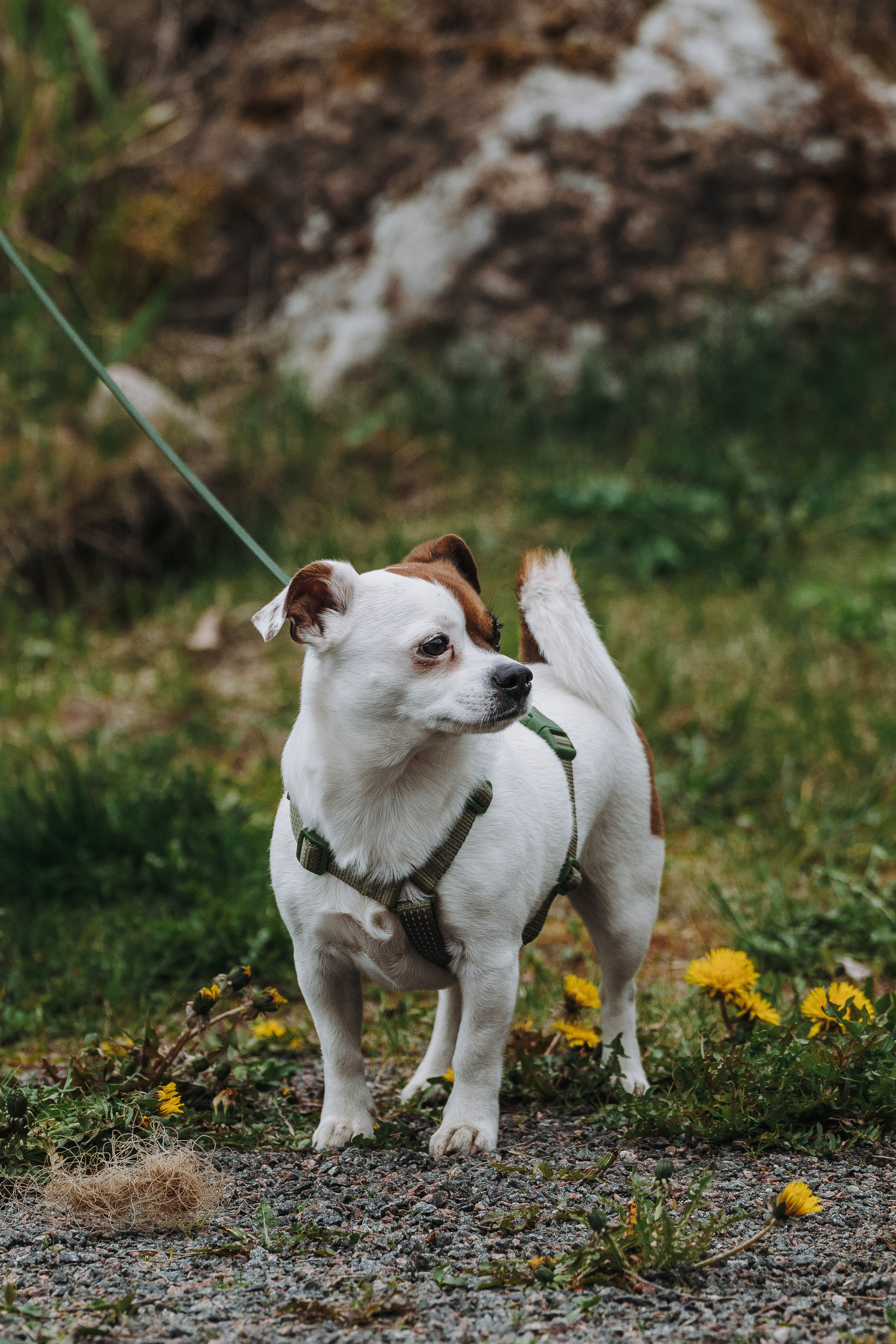 Соревнования по ноузворку в Лосево. Фотограф анималист в Спб недорого Олеся Майорова