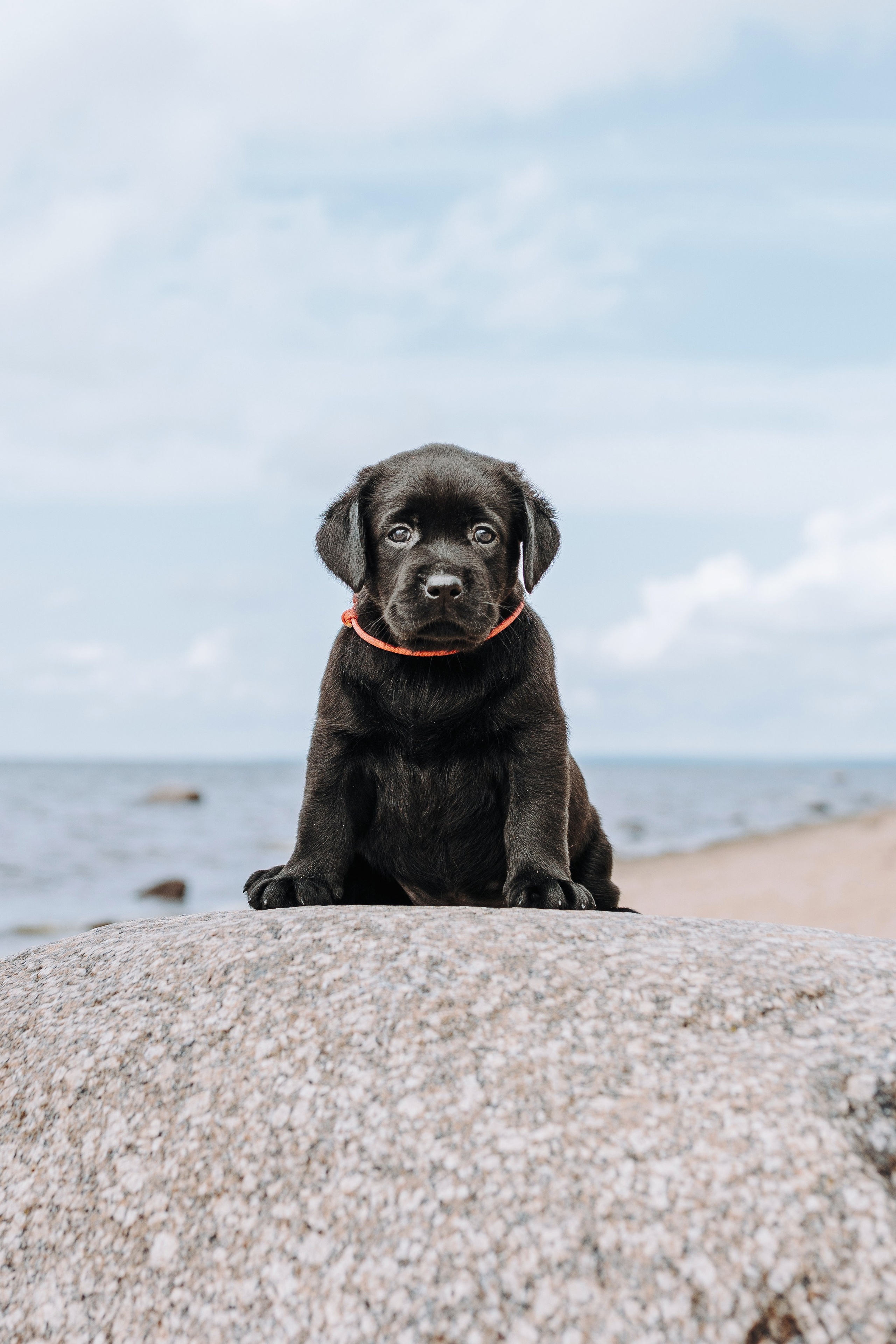 Лабрадорчики на пляже. Фотограф анималист в Спб недорого Олеся Майорова