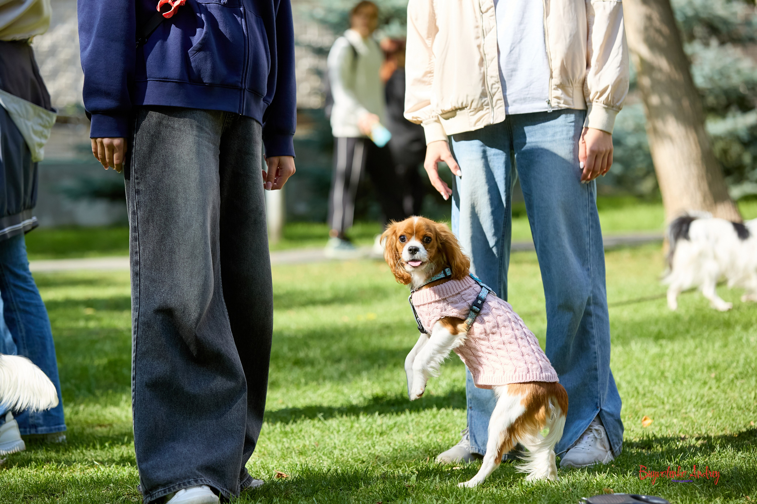 Фотопрогулка с кавалерами. Buyvolenko Andrey