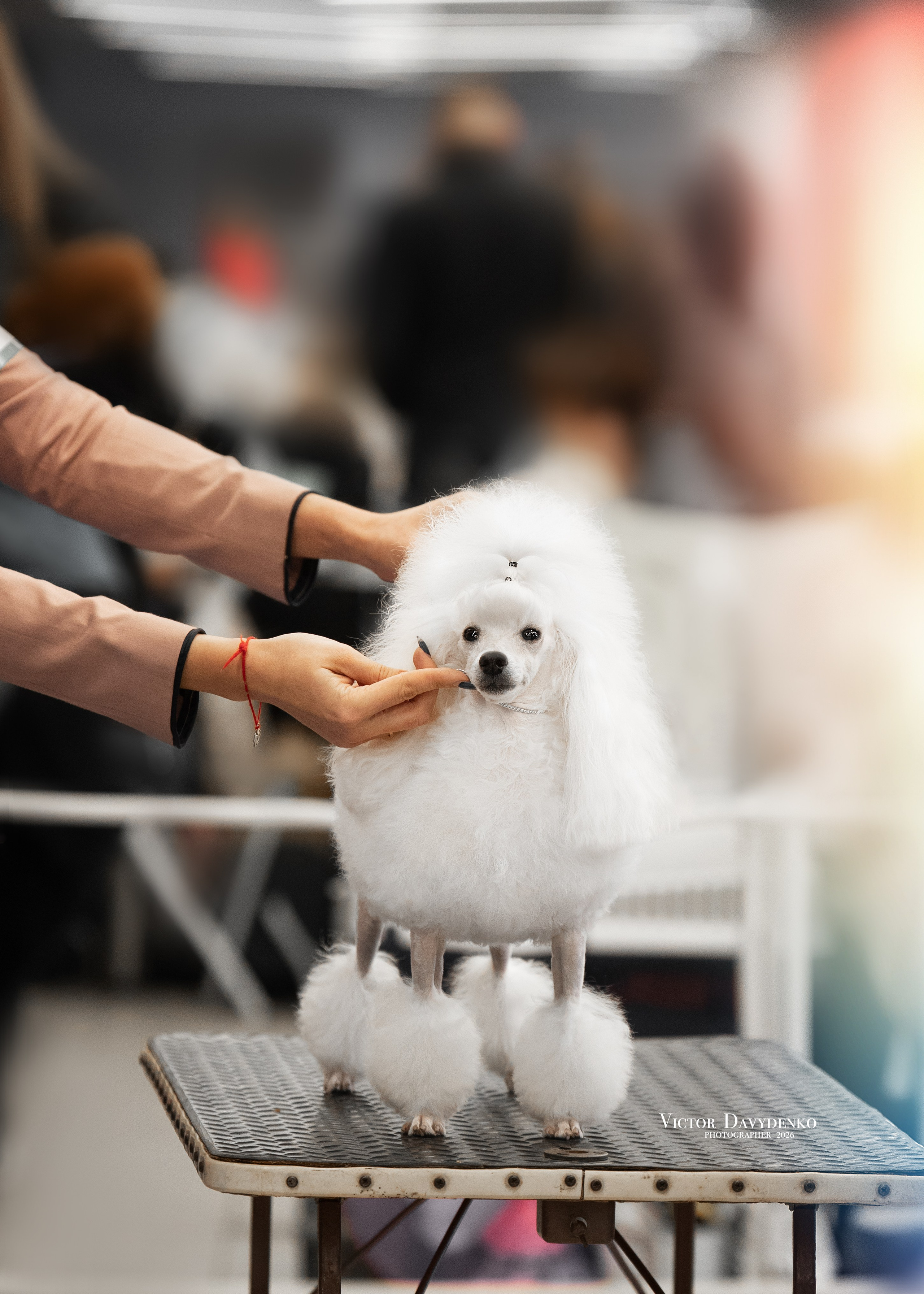  фотограф анималист краснодар выставка собак дог шоу