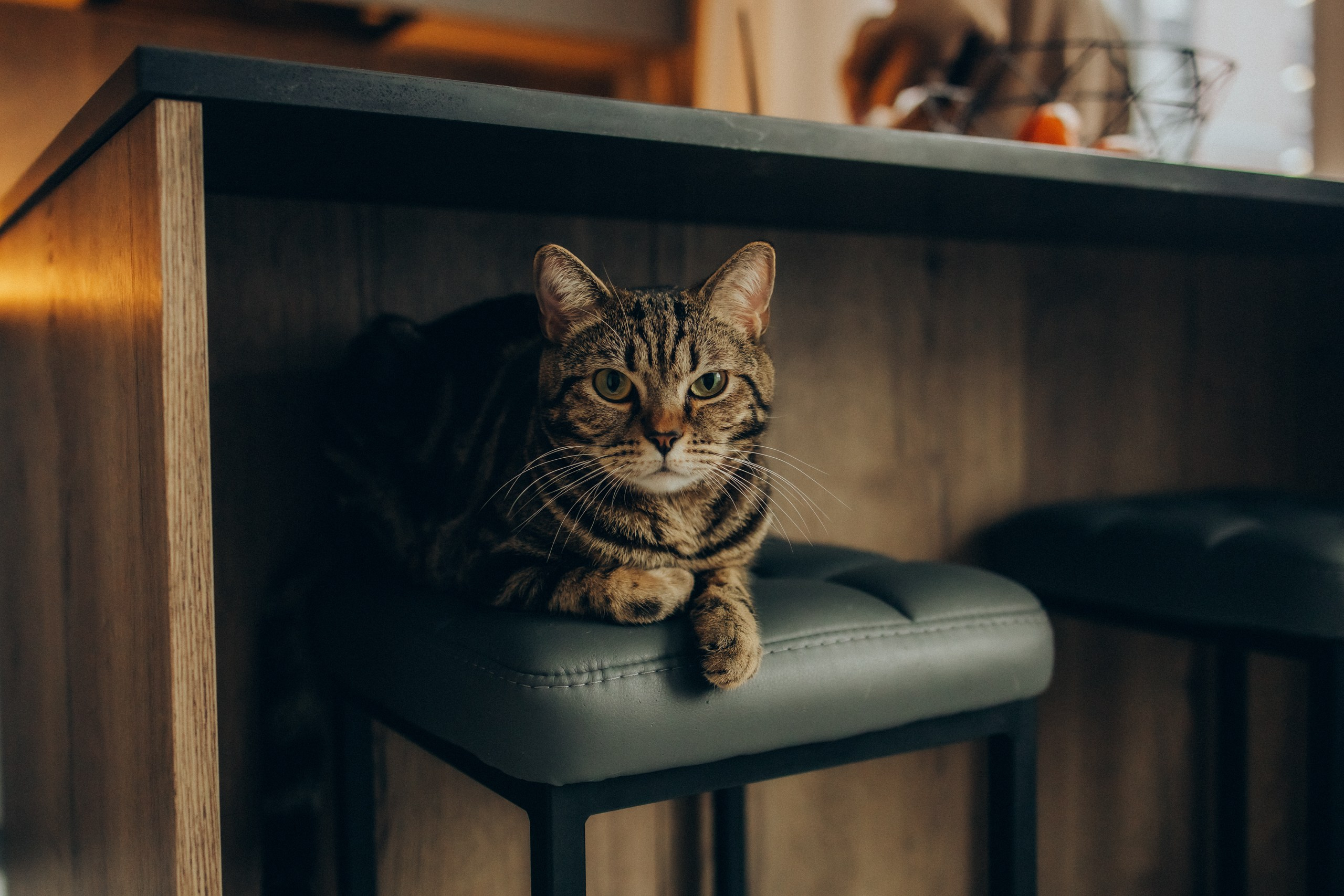 Руслан, Тимур и Луна. Семейный фотограф Москва