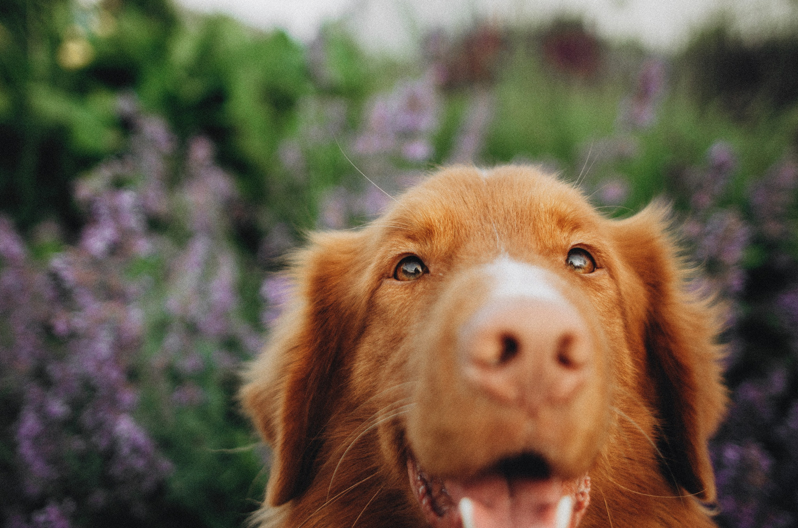 Алина и Бис. Фотограф-анималист Богданова Полина