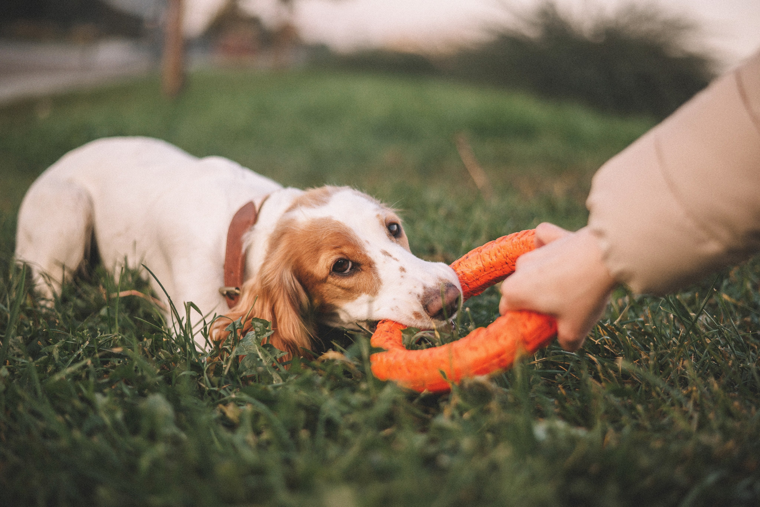 Маша и Вега. Фотограф-анималист Богданова Полина