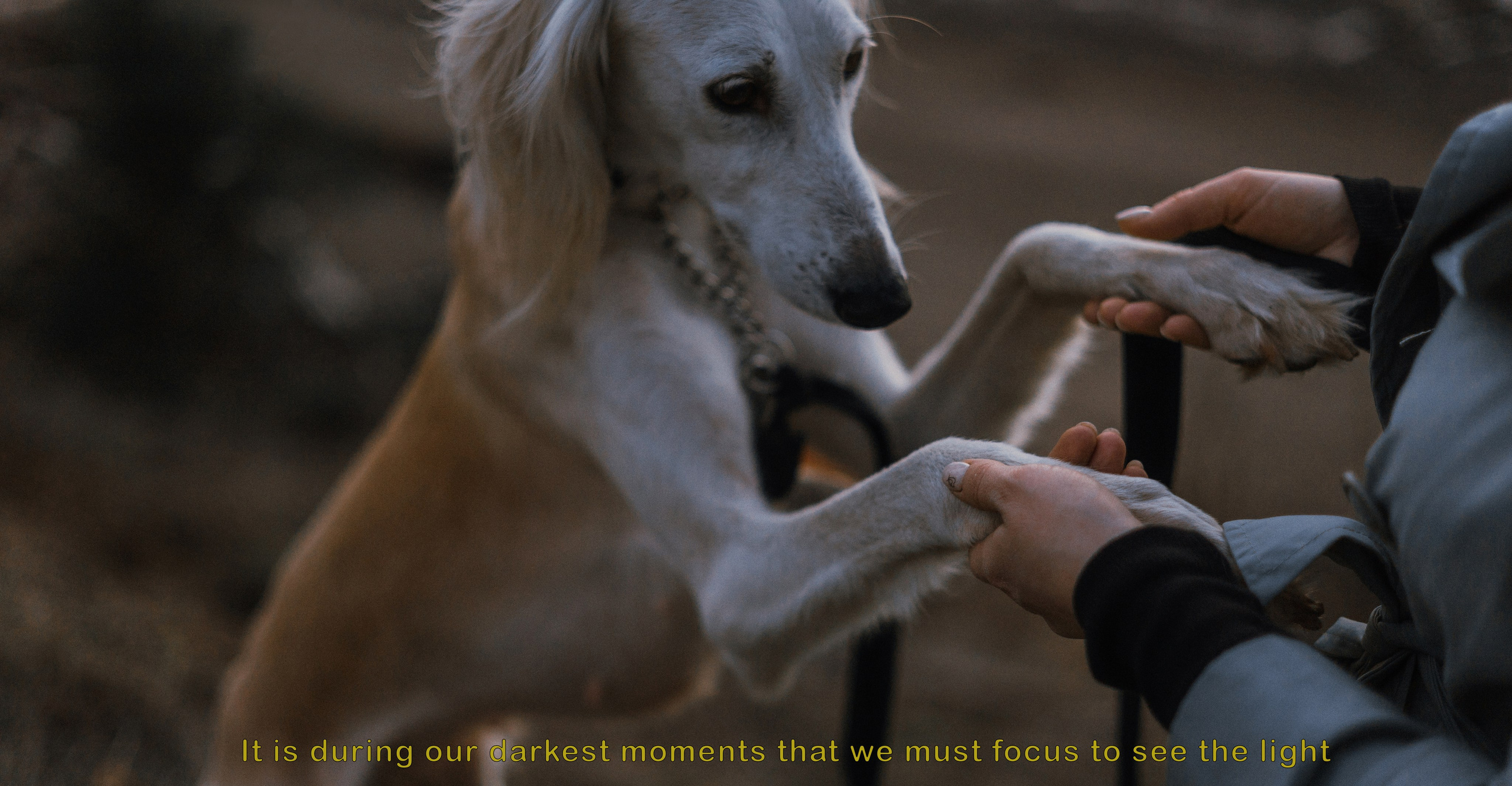 Настя и Бейда. Фотограф-анималист Богданова Полина