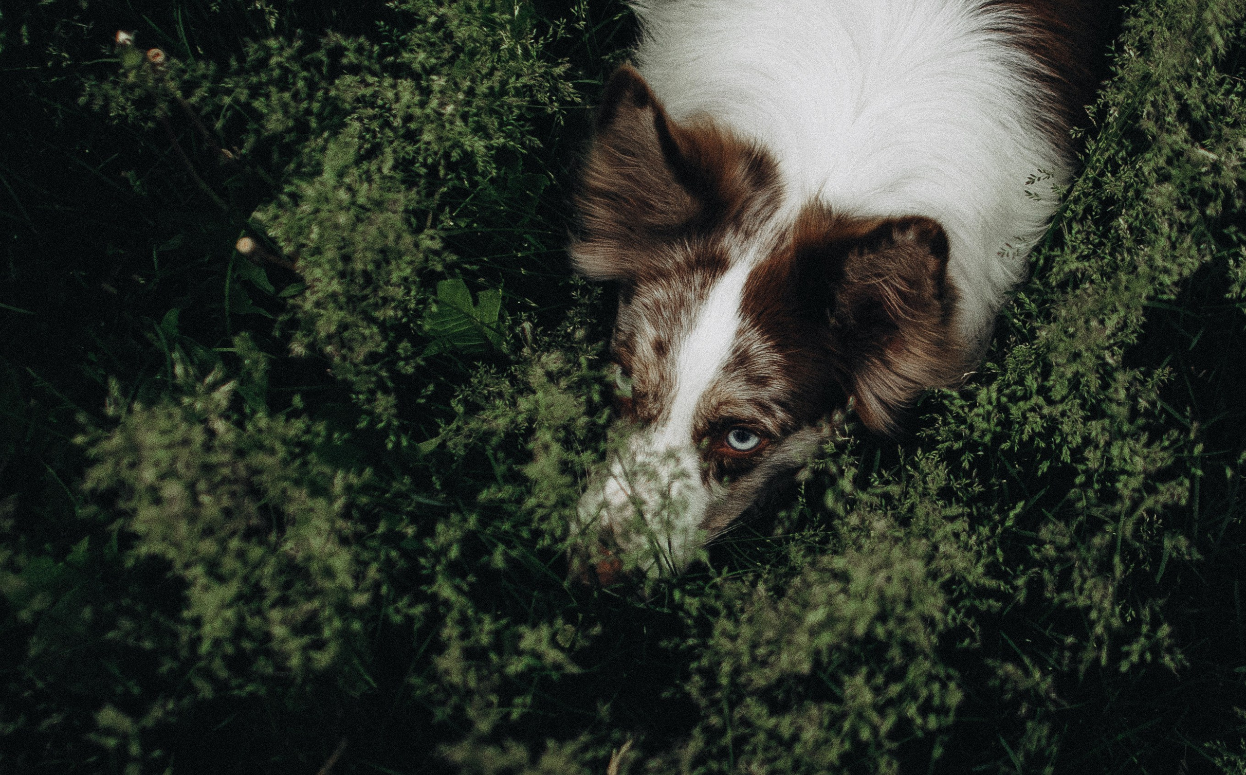 Алина и Бруна. Фотограф-анималист Богданова Полина
